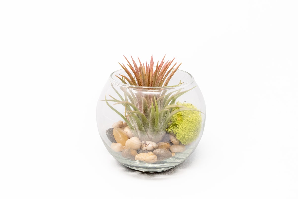 unusual air plants Tillandsia Huamelula Air Plant Bubble Bowl Terrarium