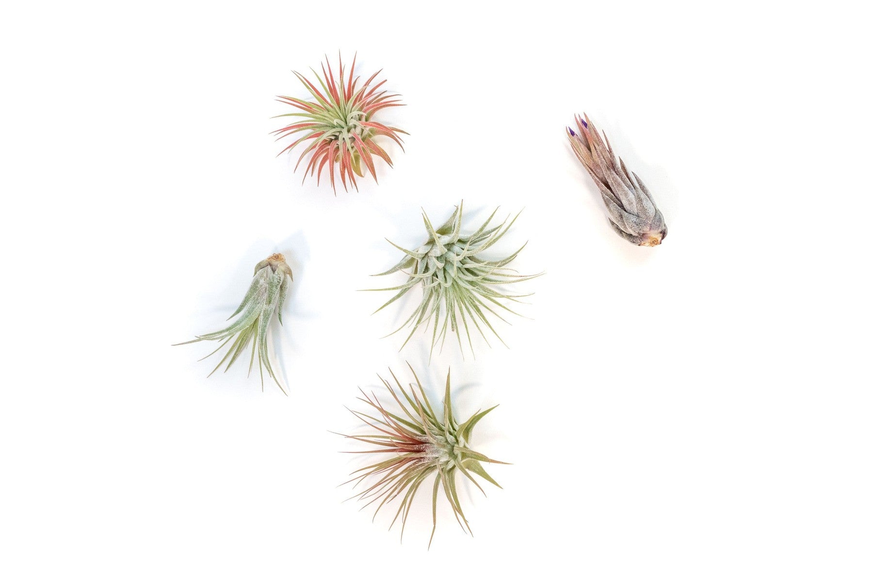 Tillandsia Ionantha Air Plant Variety-airplant-The Succulent Source