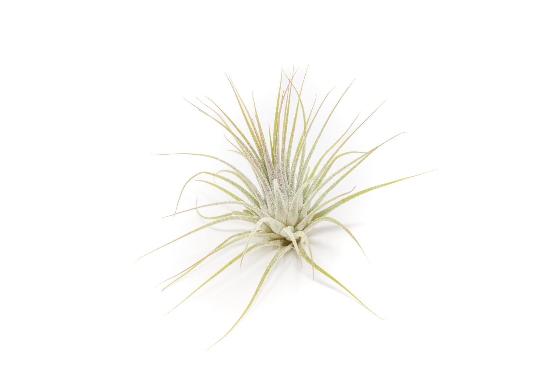 ionantha tillandsia air plant Tillandsia Ionantha Guatemala Air Plants