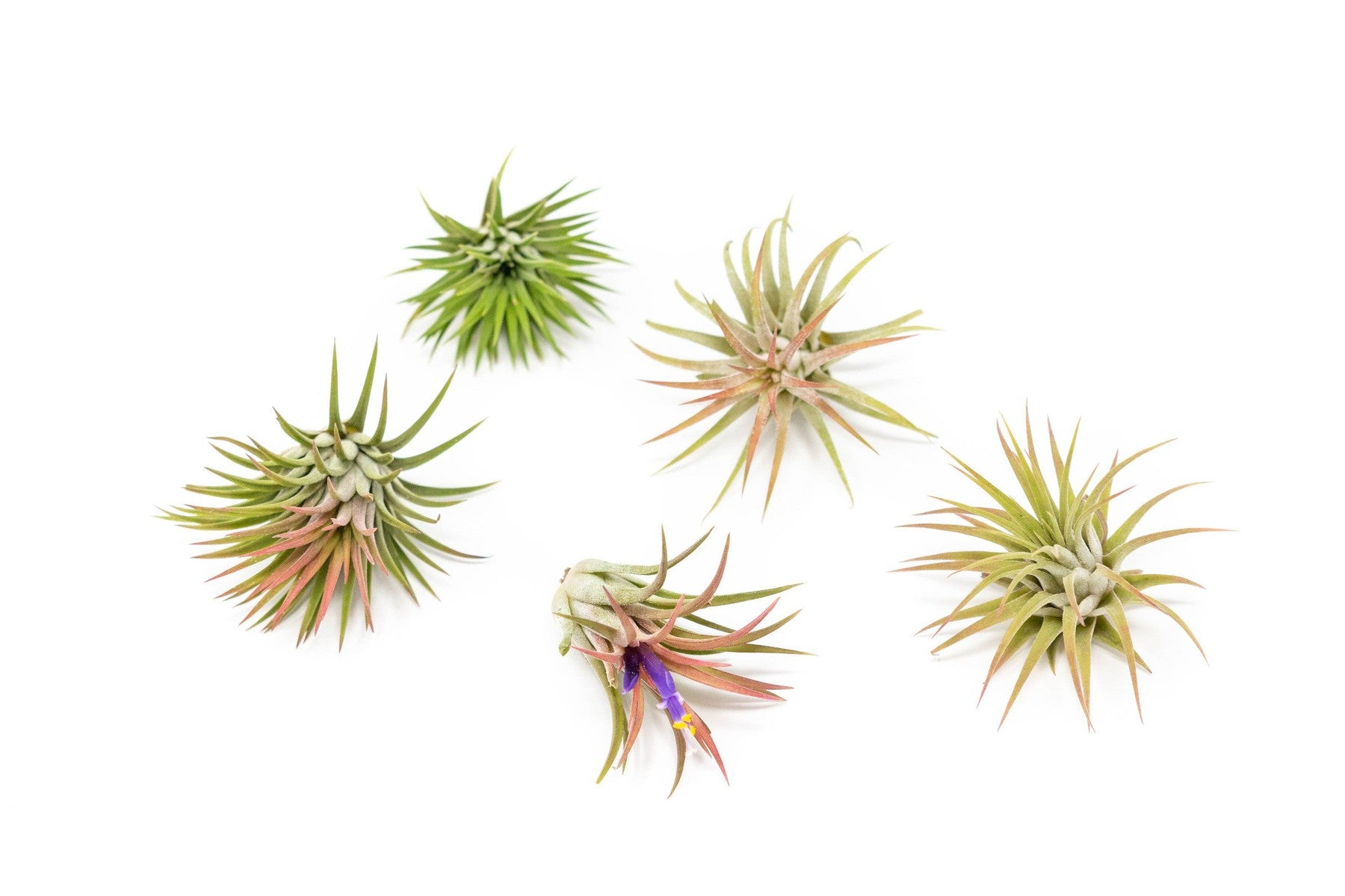 Tillandsia Ionantha Mexican Air Plants-airplant-The Succulent Source