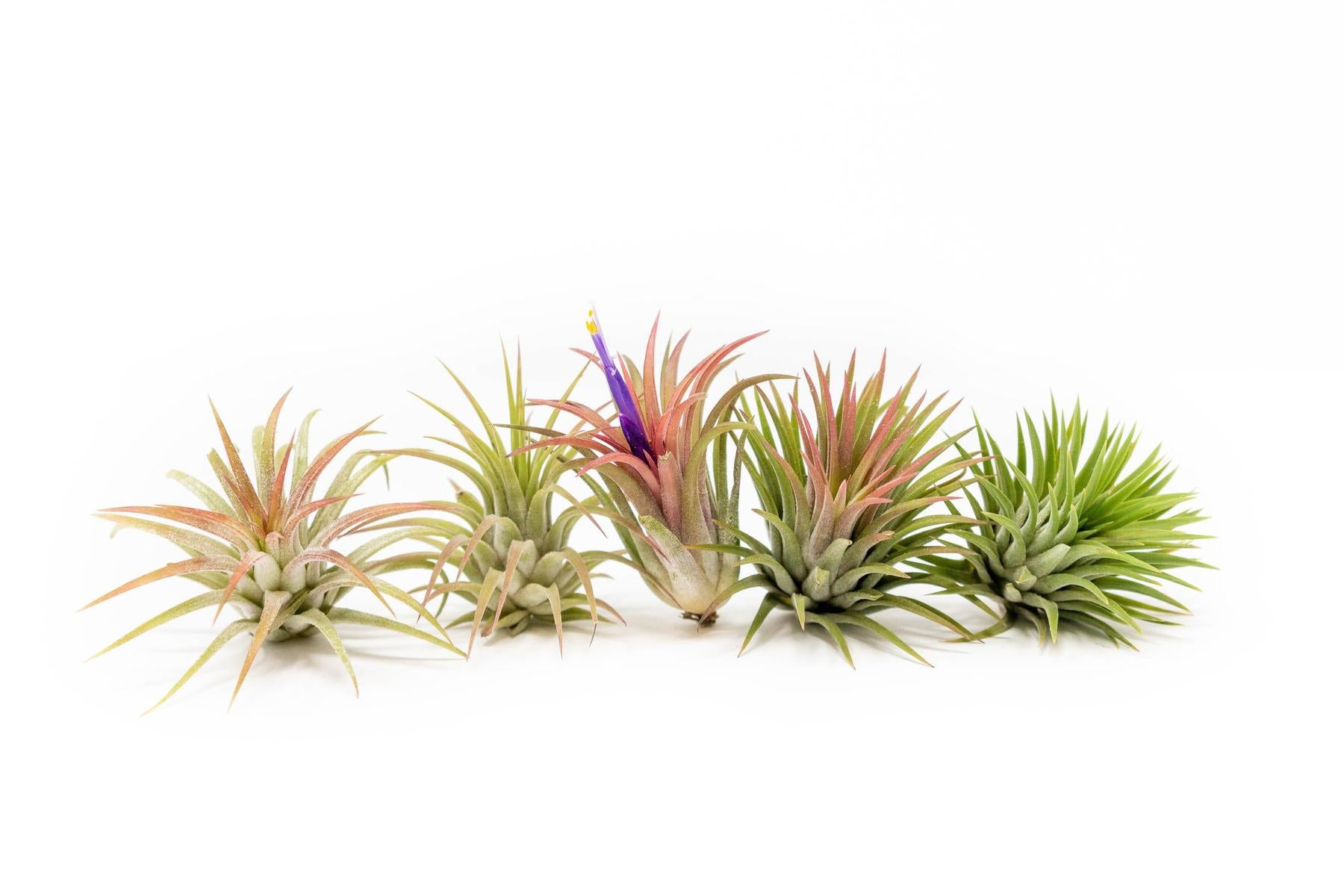 Tillandsia Ionantha Mexican Air Plants - Wedding Succulent Favors