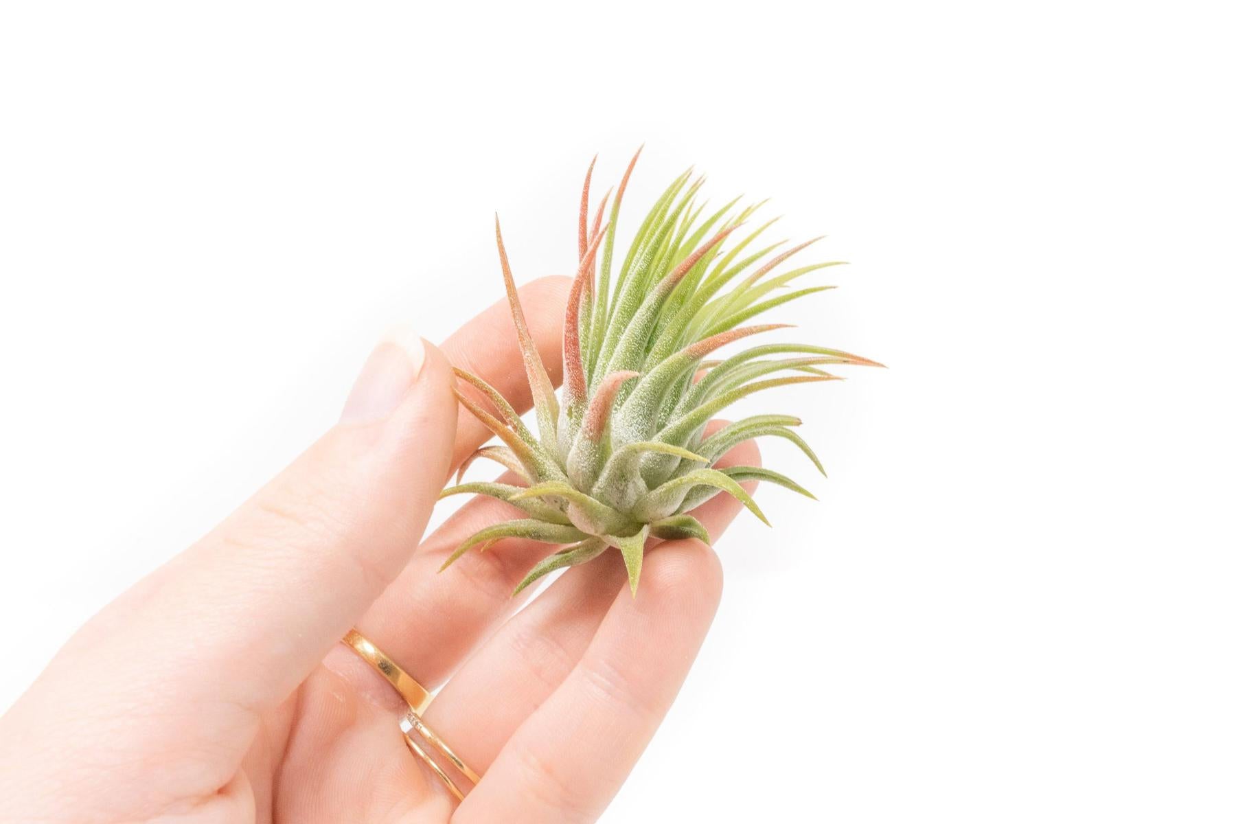 Tillandsia Ionantha Rubra Air Plants-airplant-The Succulent Source