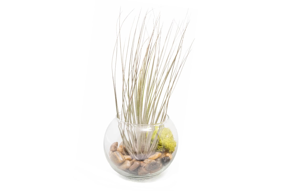 juncea air plant care Tillandsia Juncea Air Plant Bubble Bowl Terrarium