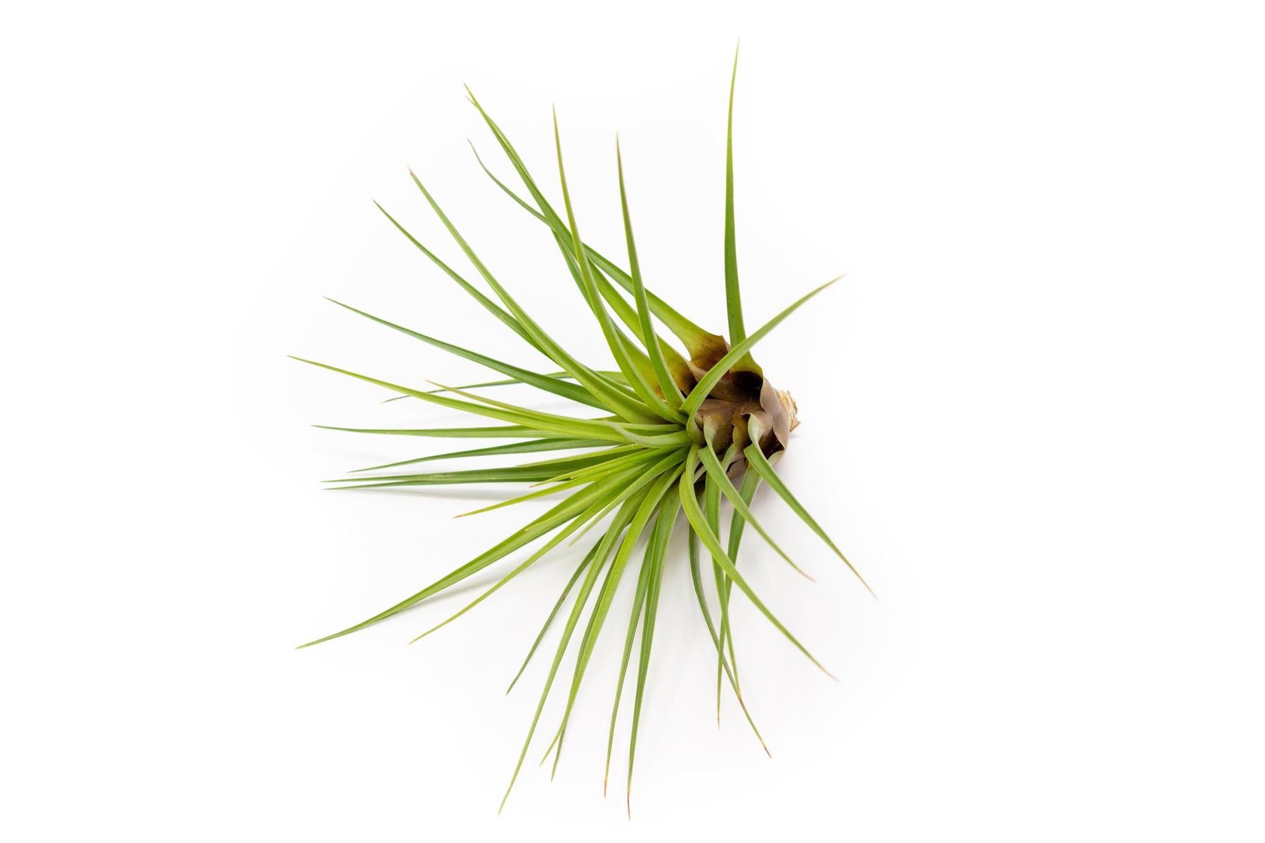 melanocrater air plant Tillandsia Melanocrater Tricolor Air Plants