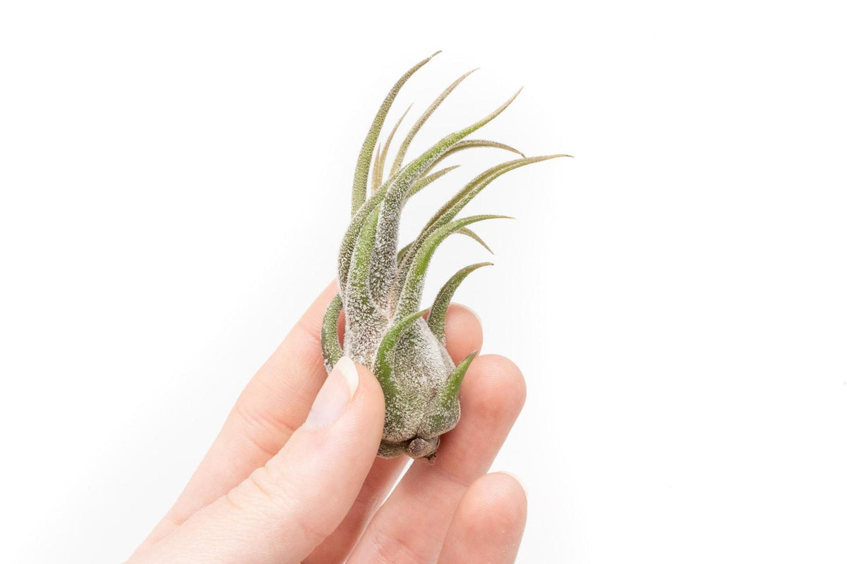 Tillandsia Pruinosa Air Plants-airplant-The Succulent Source