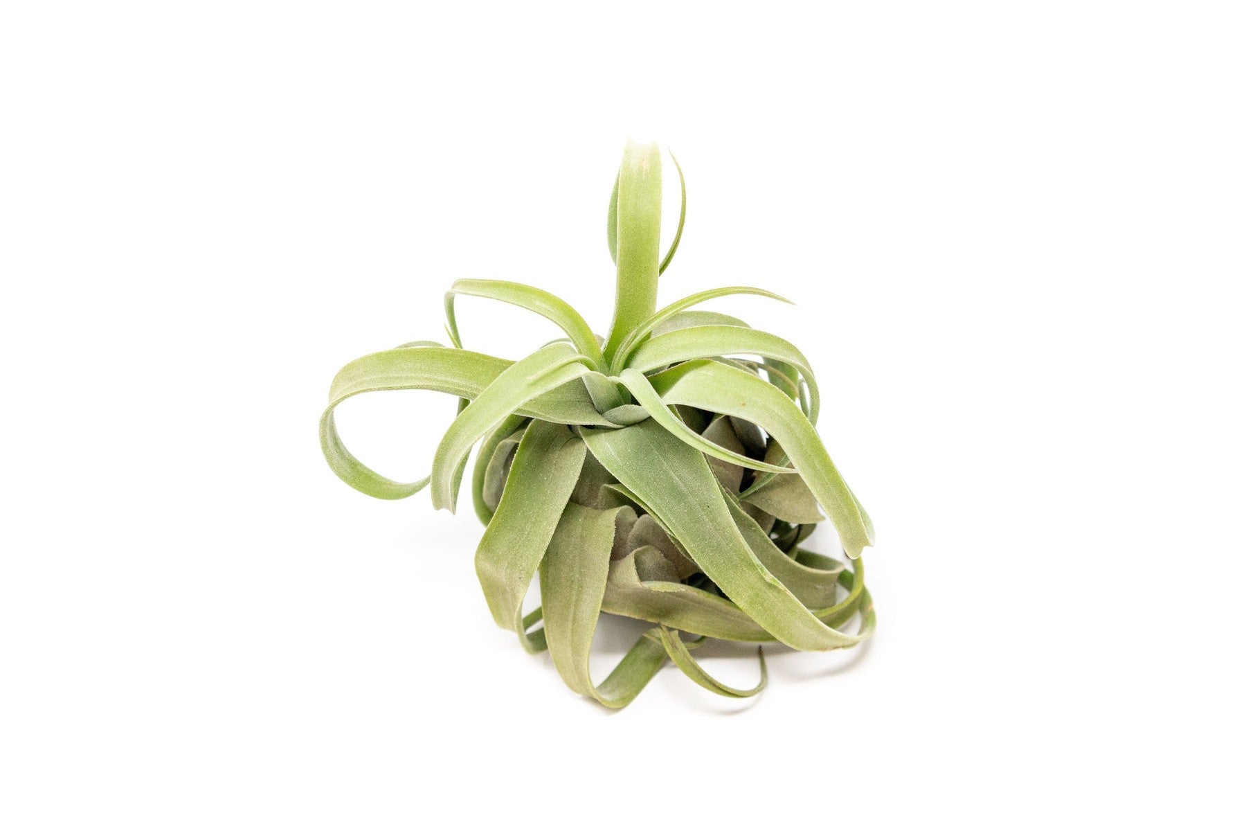 Tillandsia Streptophylla Air Plants - Multiple Sizes-airplant-The Succulent Source