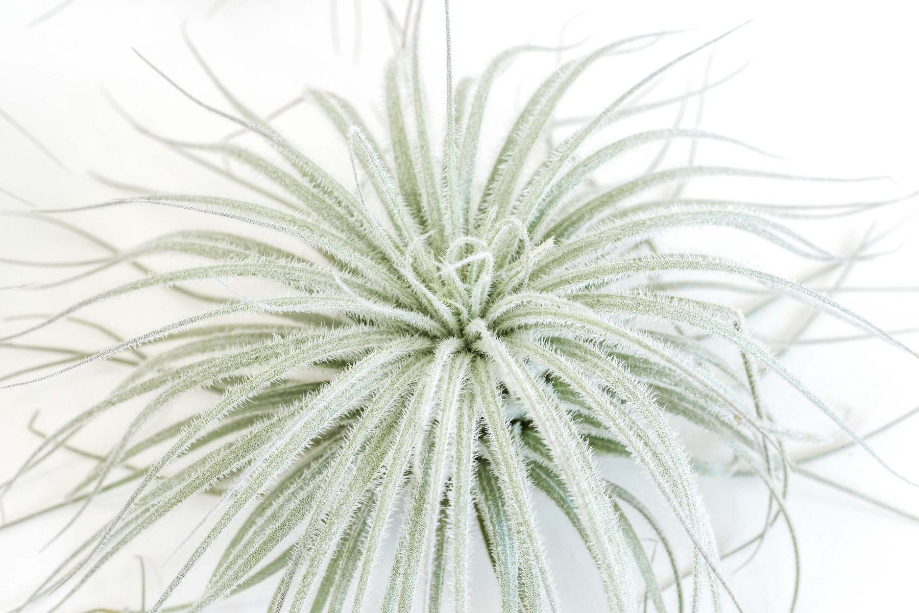 Tillandsia Tectorum Ecuador Air Plants-airplant-The Succulent Source