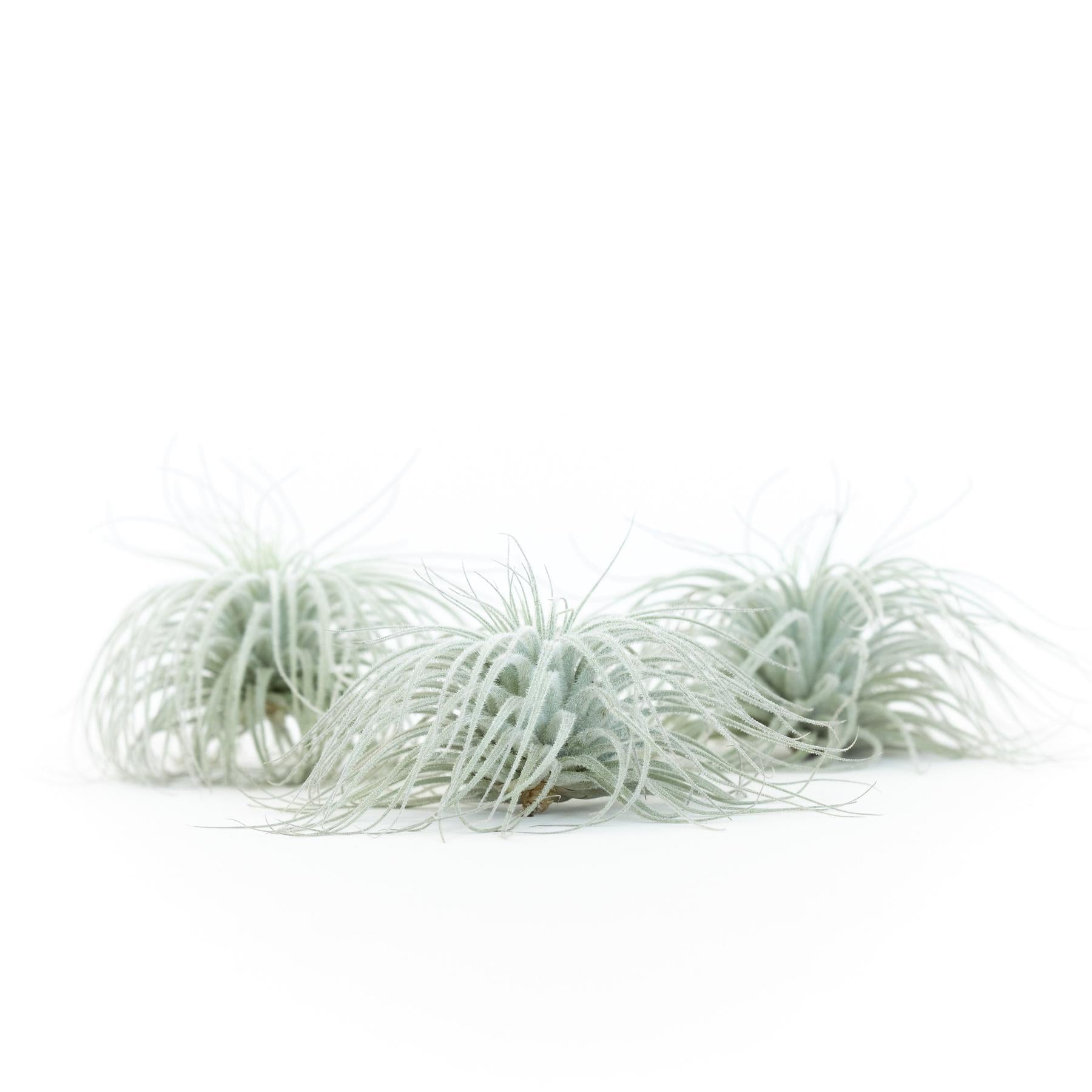 Tillandsia Tectorum Ecuador Air Plants-airplant-The Succulent Source