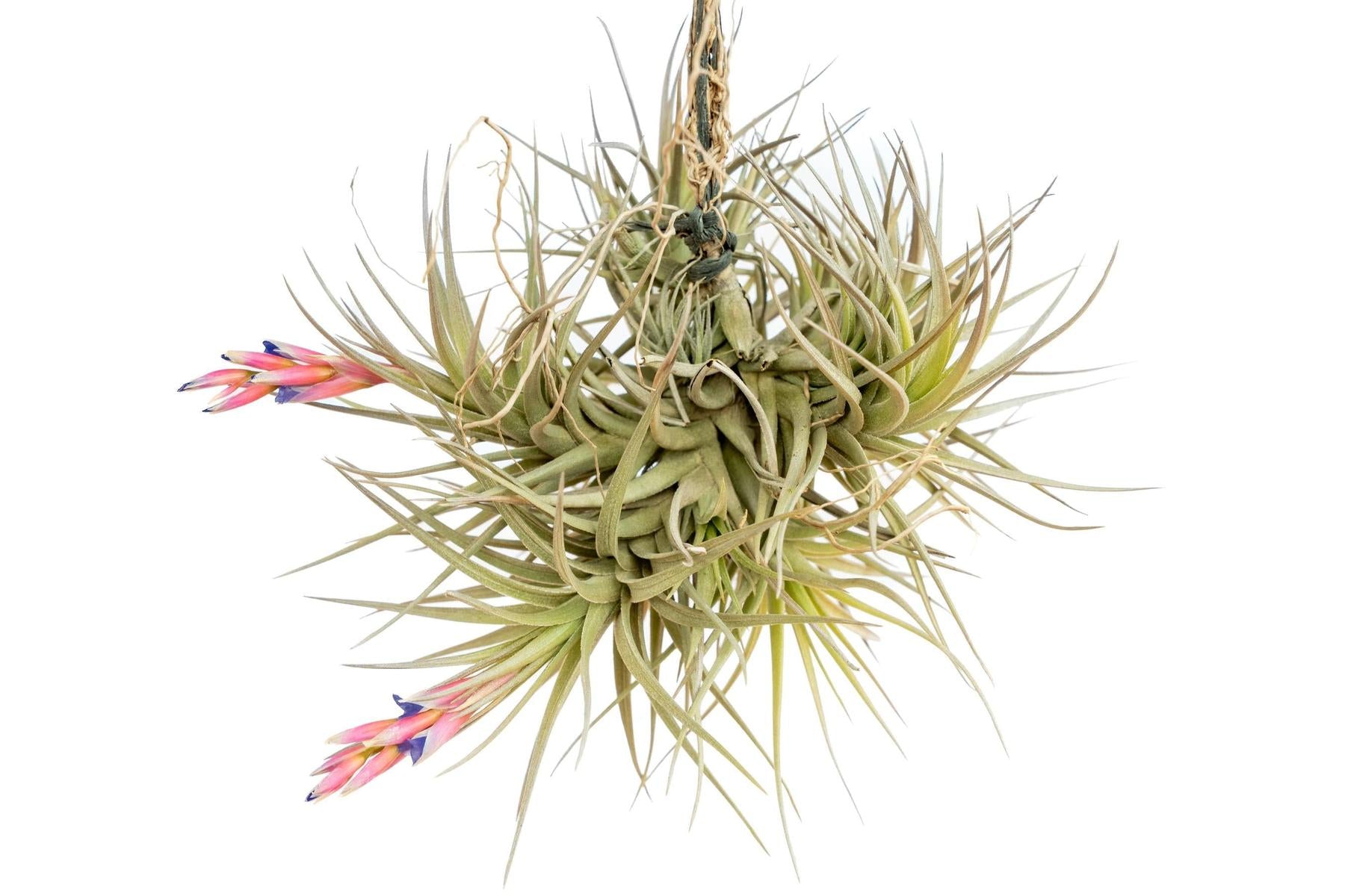 Tillandsia Tenuifolia Air Plant Clumps-airplant-The Succulent Source