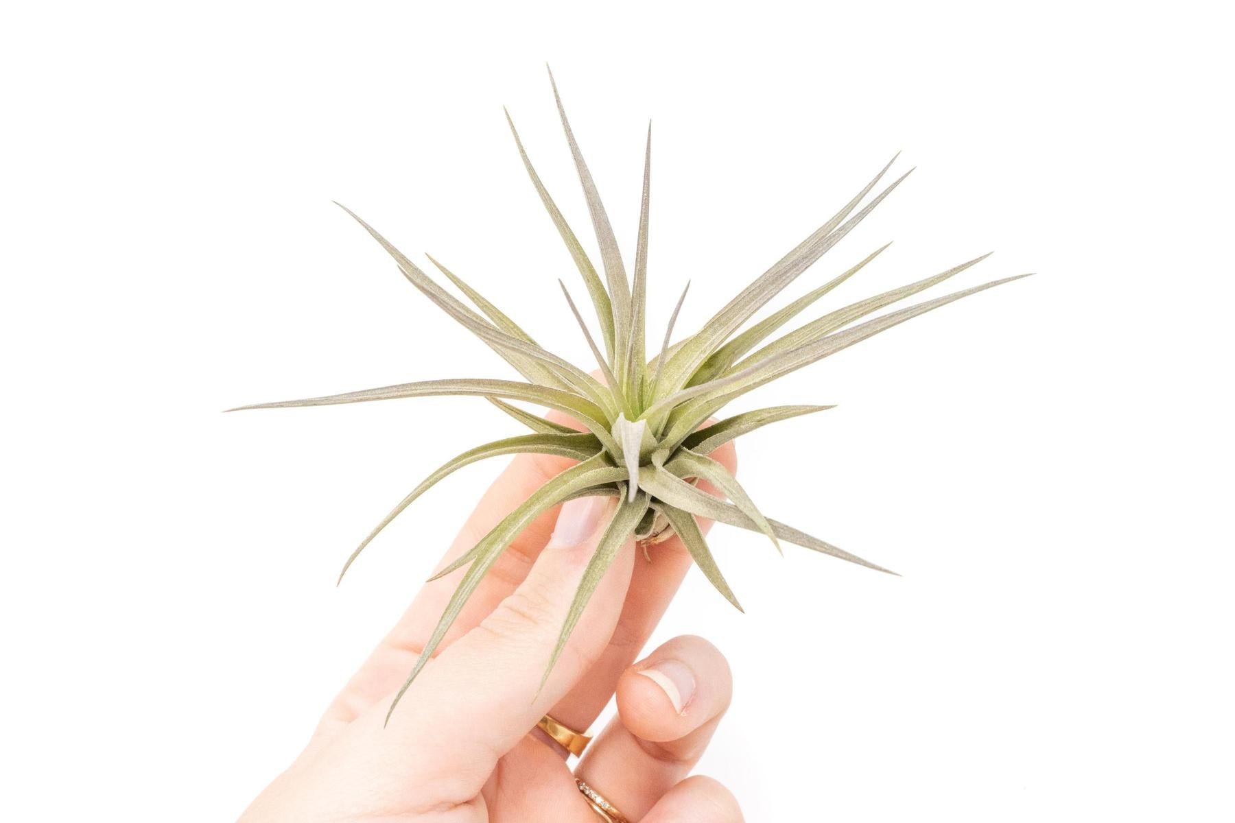 Tillandsia Tenuifolia Air Plants-airplant-The Succulent Source