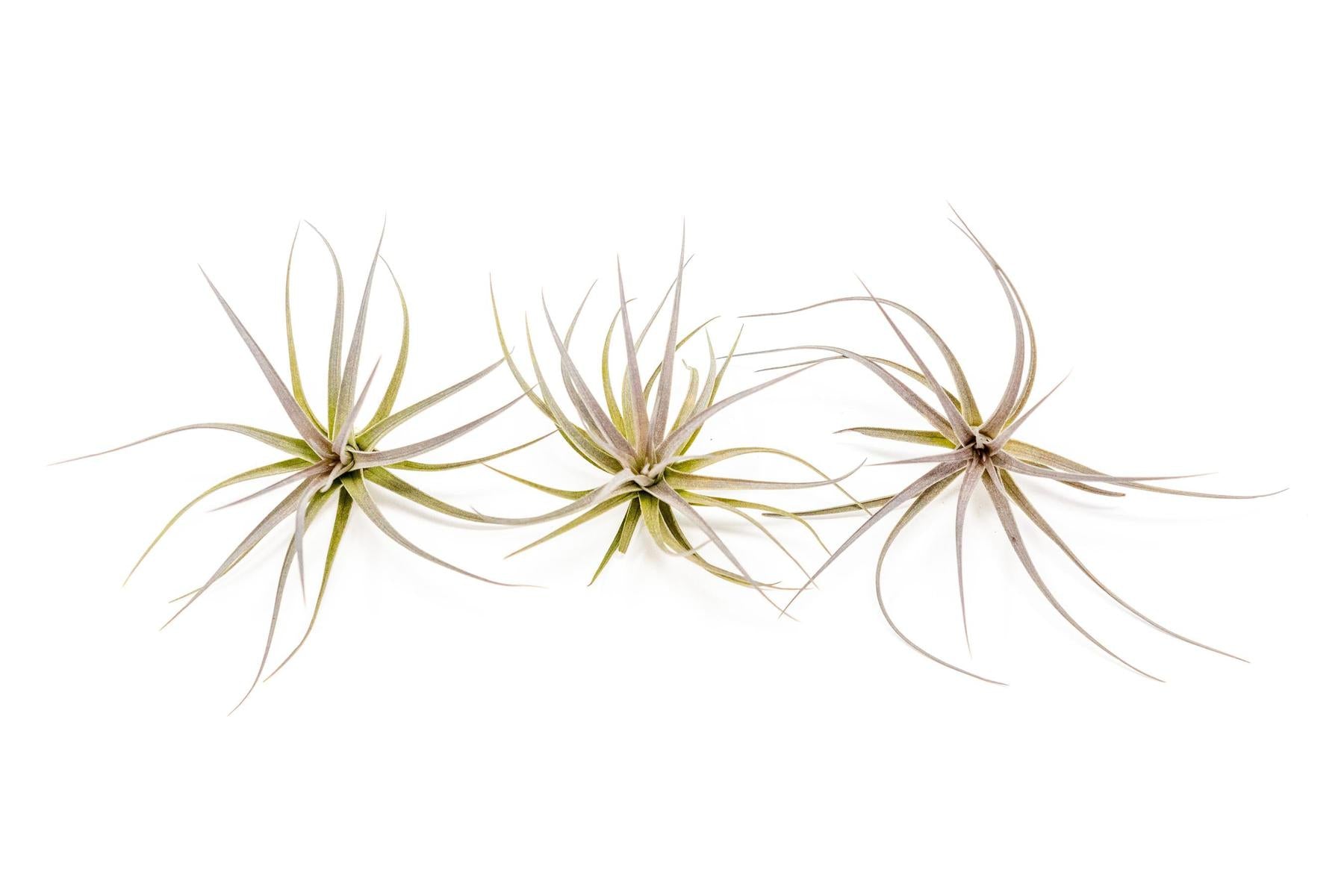 Tillandsia Tenuifolia Air Plants-airplant-The Succulent Source