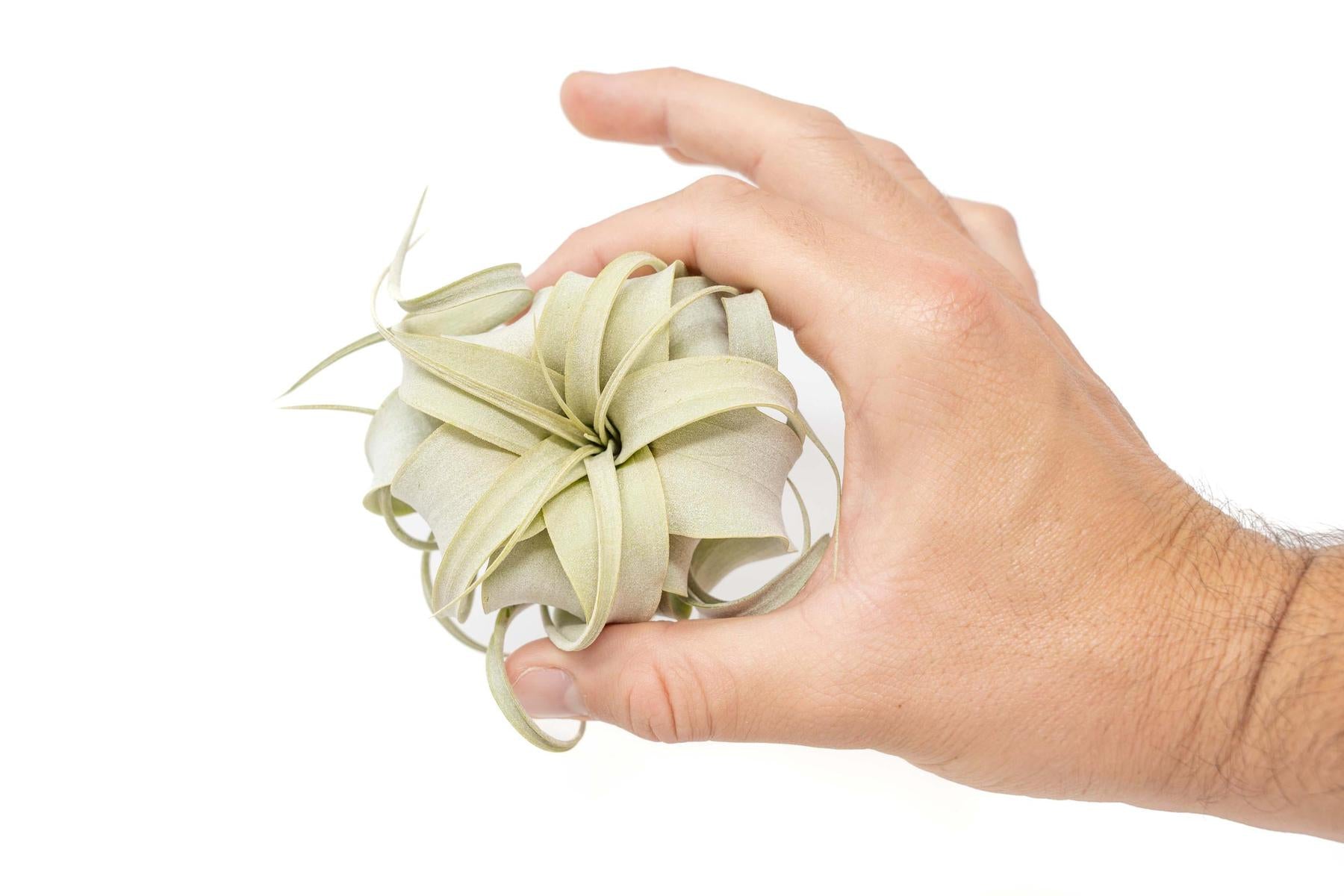 Tillandsia Xerographica Air Plants - Multiple Sizes-airplant-The Succulent Source