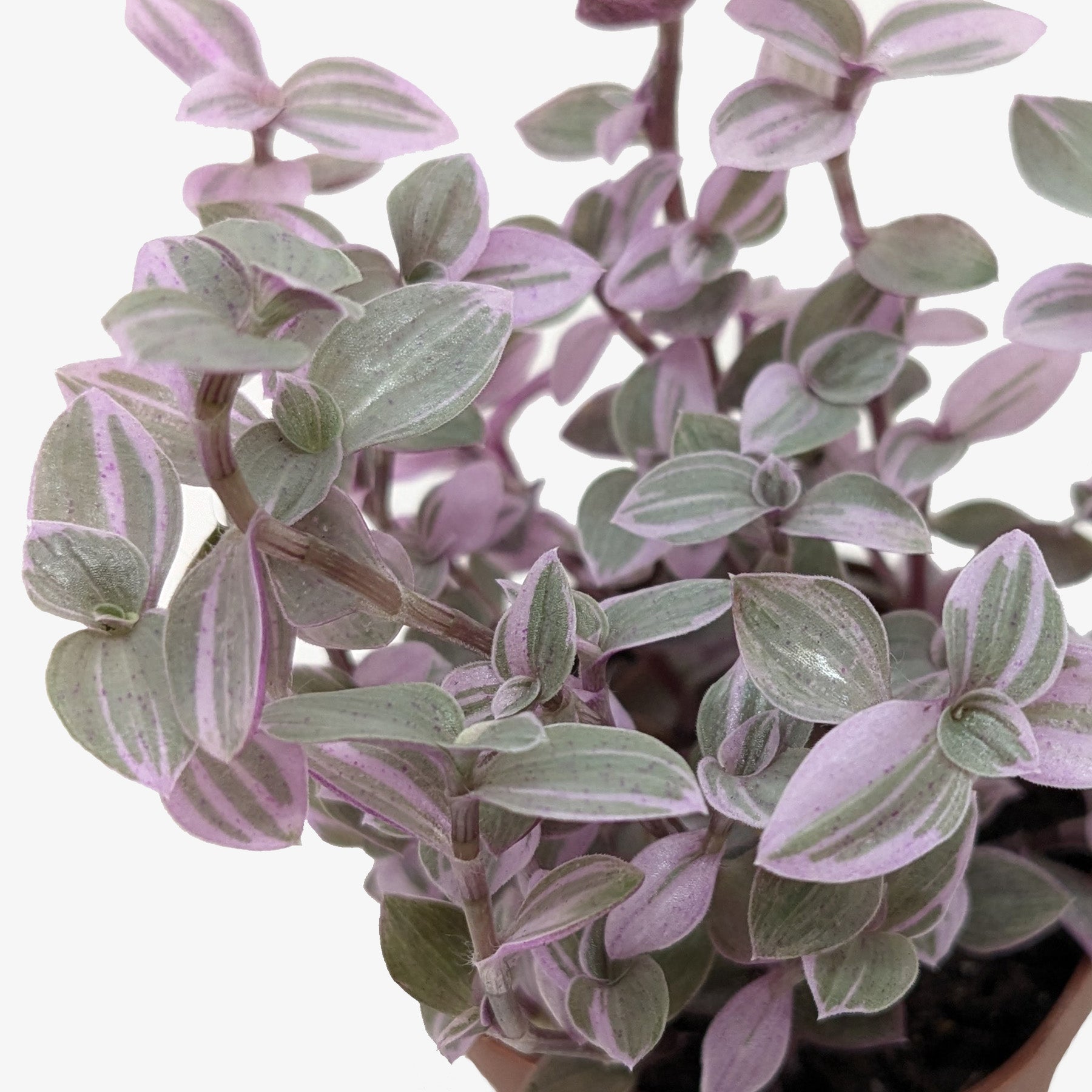Tradescantia Callisia 'Pink Panther'-4" Plant-The Succulent Source