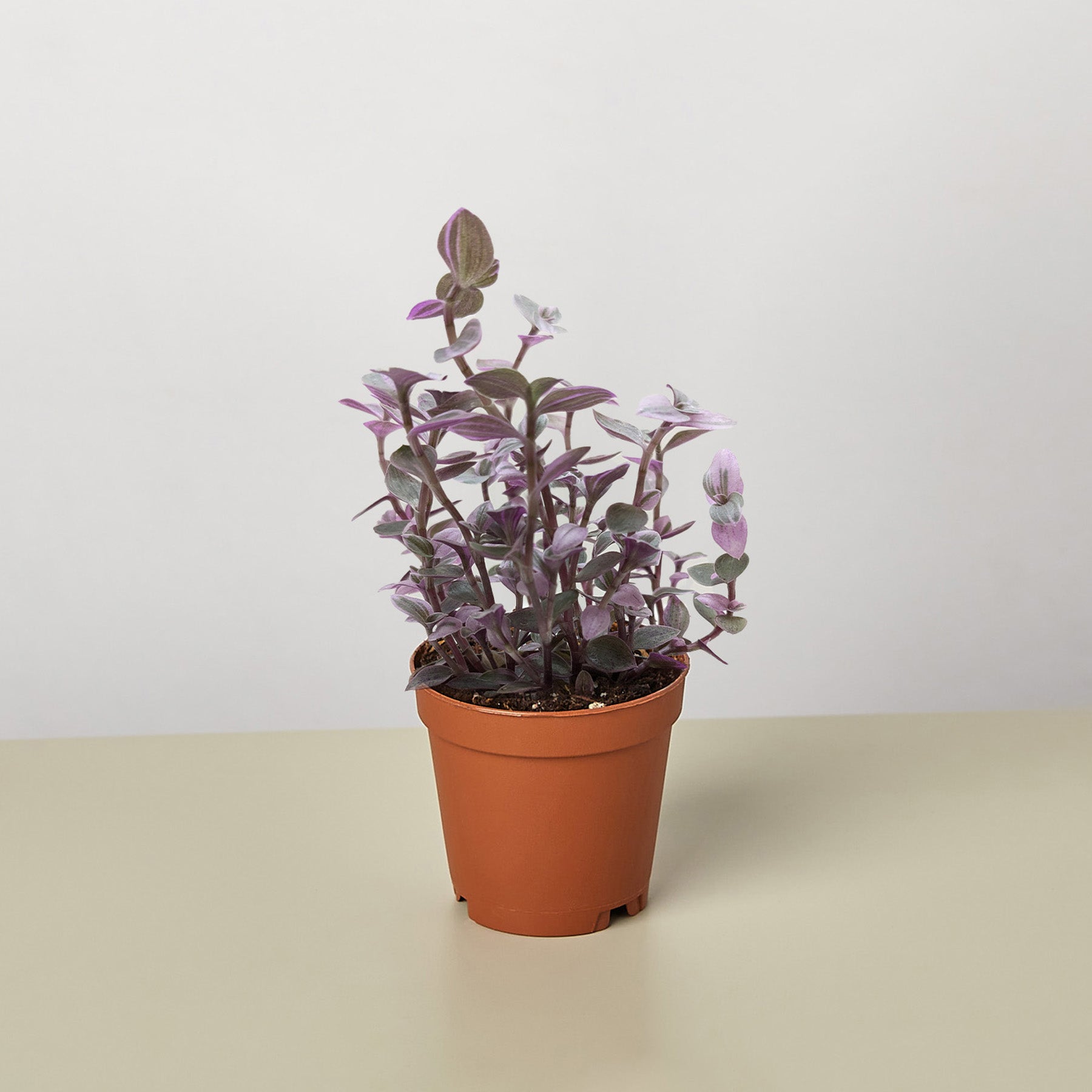 pink panther succulent Tradescantia Callisia 'Pink Panther'