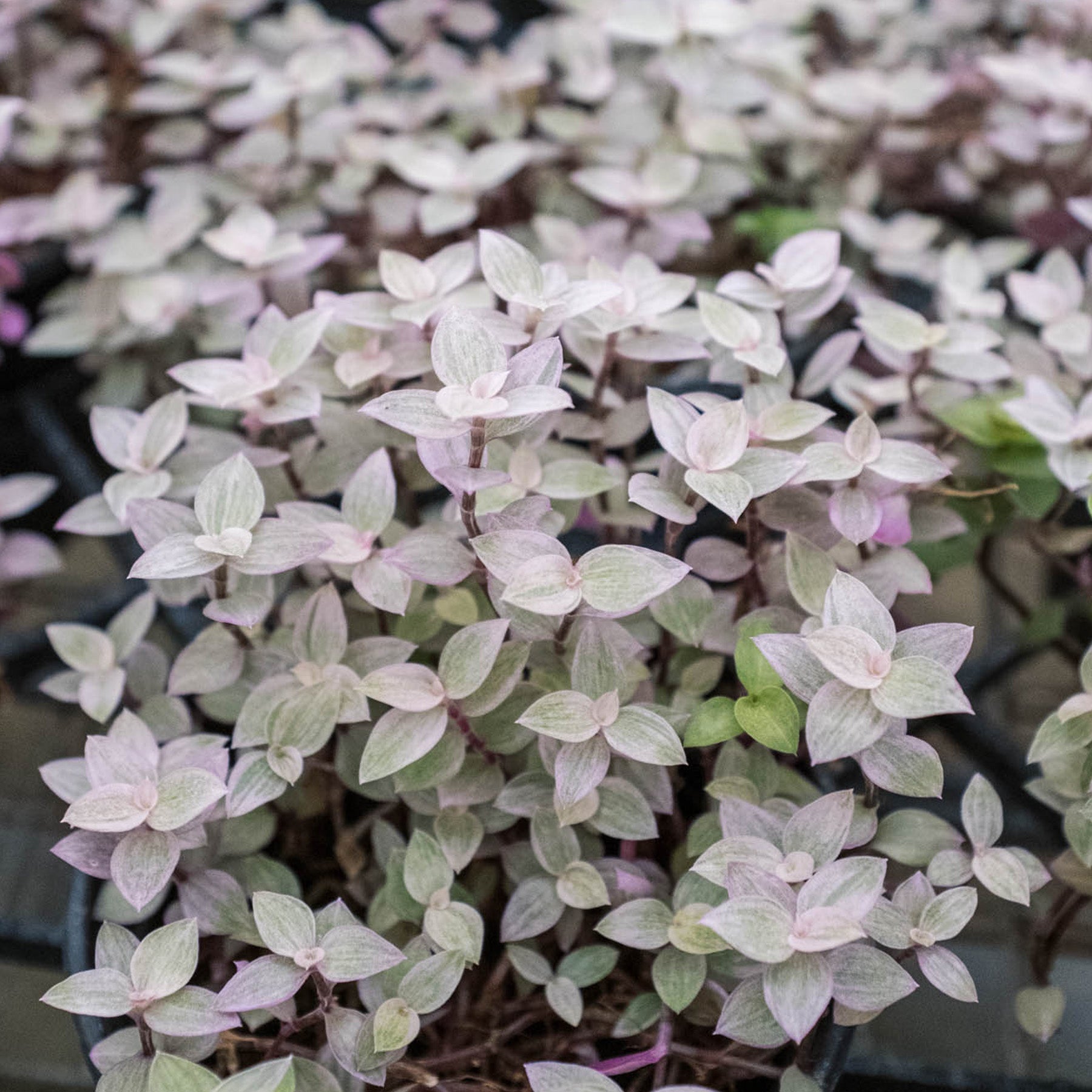 Tradescantia Callisia 'Pink Panther'-4" Plant-The Succulent Source