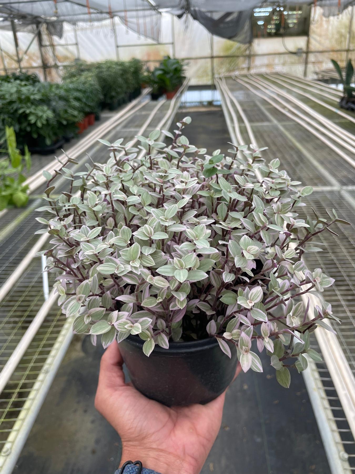 Tradescantia Callisia 'Pink Panther'-4" Plant-The Succulent Source