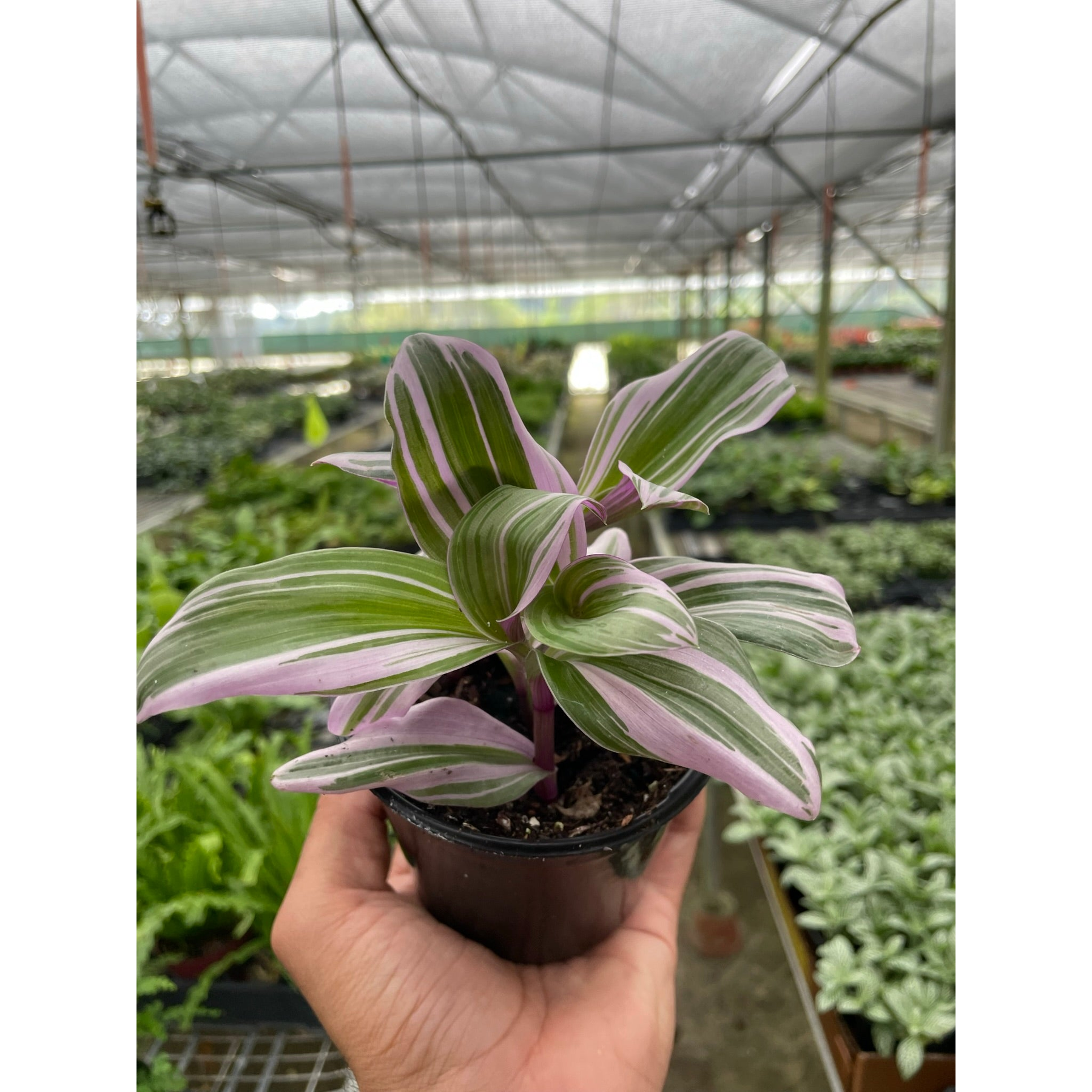 Tradescantia 'Nanouk'-Indoor Plants-The Succulent Source