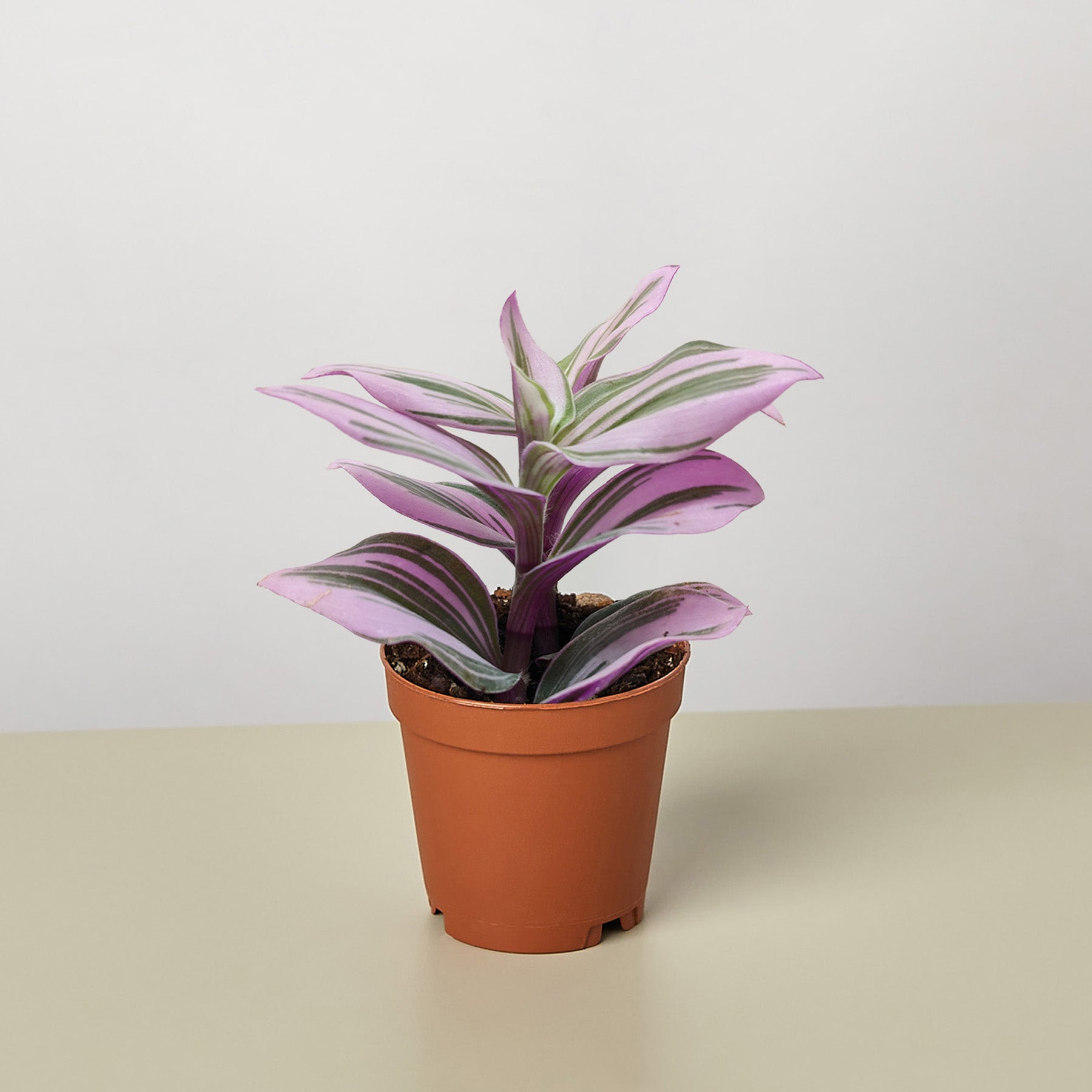 tradescantia nanouk potting mix Tradescantia 'Nanouk'