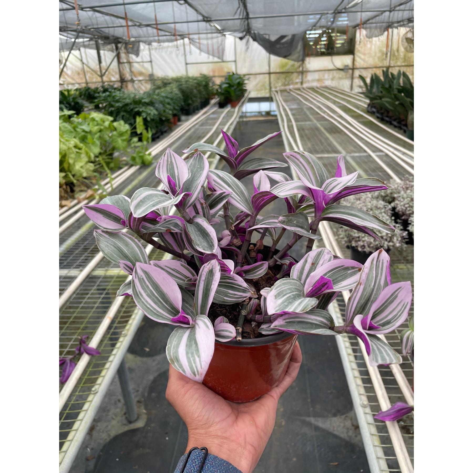 Tradescantia 'Nanouk'-Indoor Plants-The Succulent Source