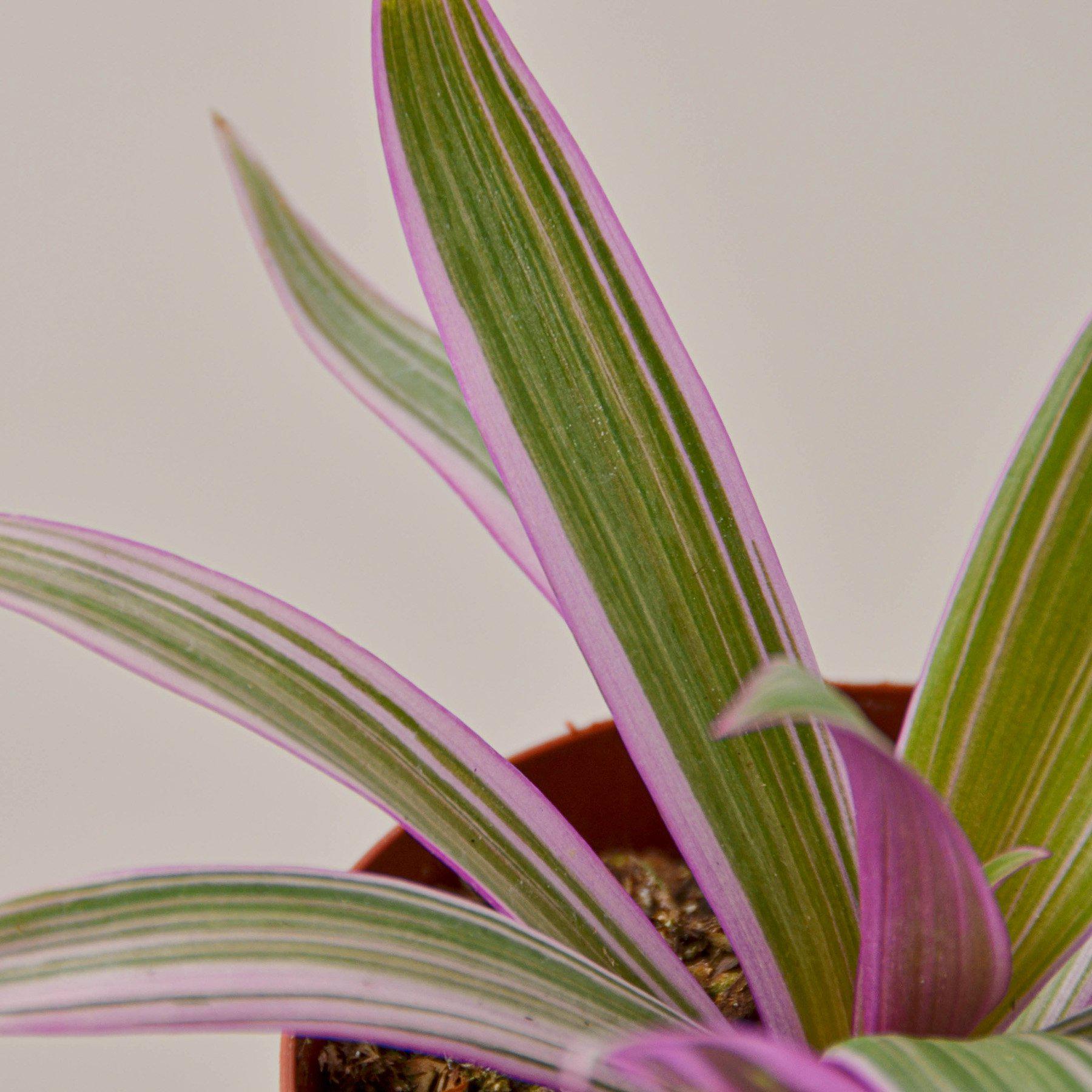 Tradescantia 'Oyster Plant'-Indoor Plants-The Succulent Source
