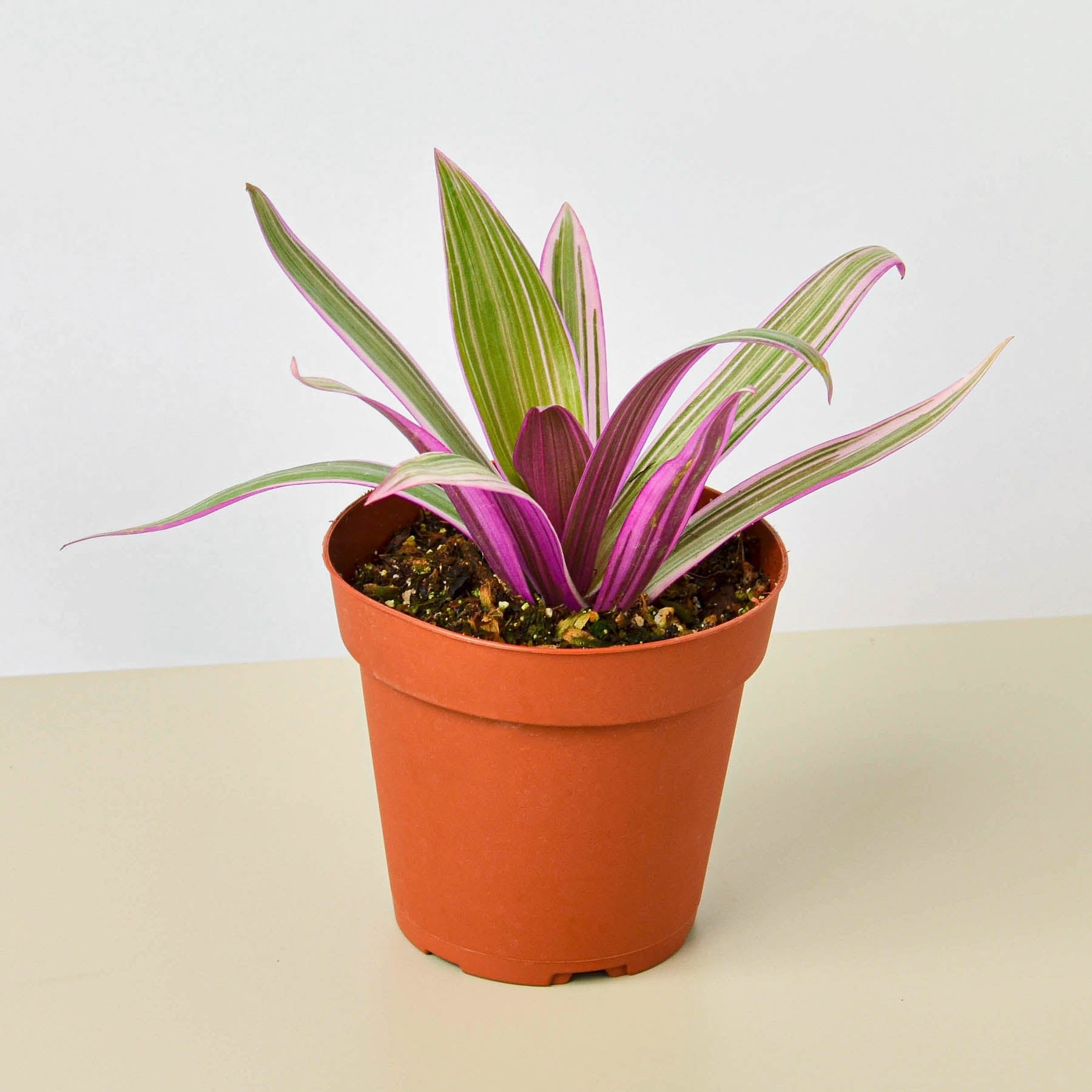 succulent tradescantia Tradescantia 'Oyster Plant'