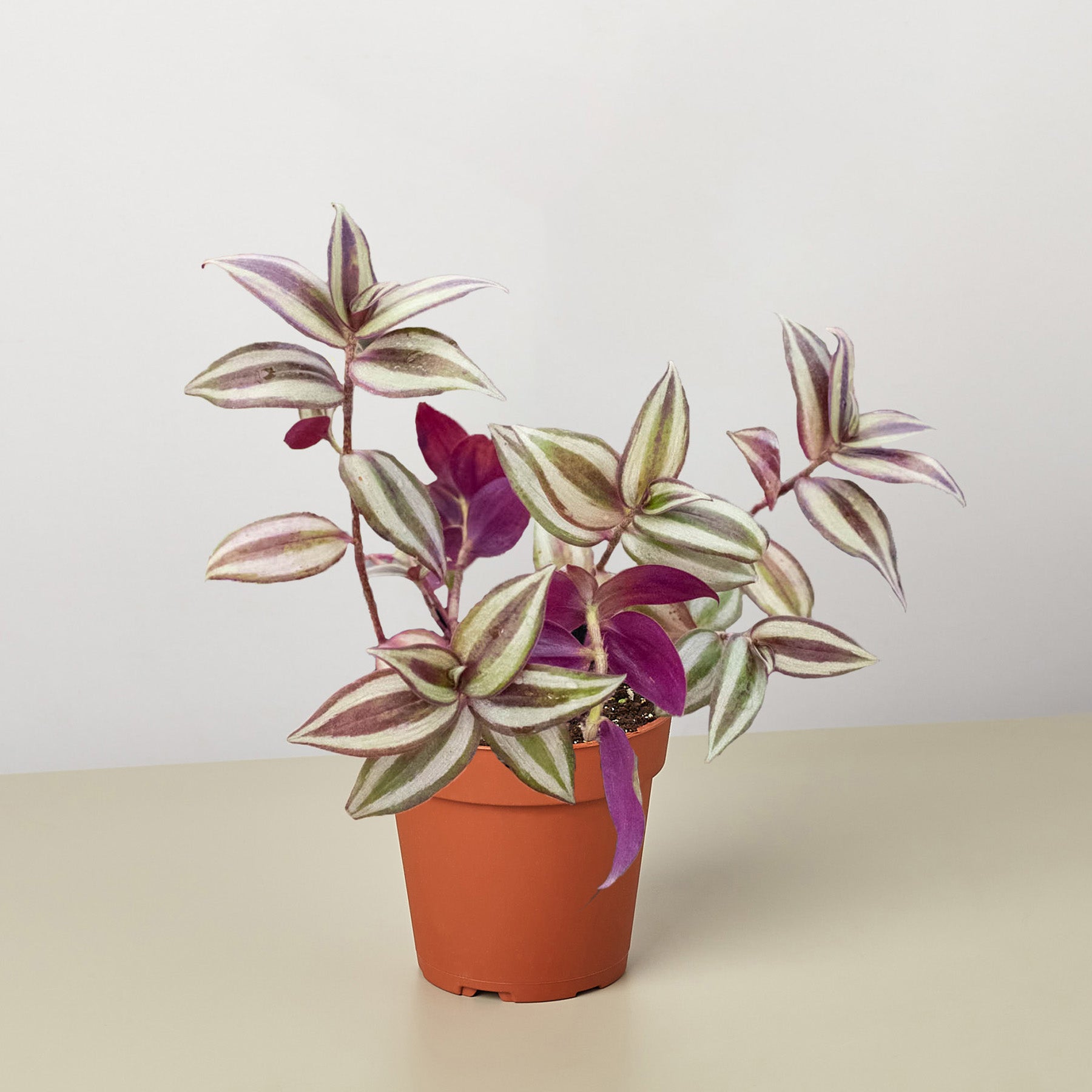 is tradescantia a succulent Tradescantia Zebrina 'Wandering Dude'