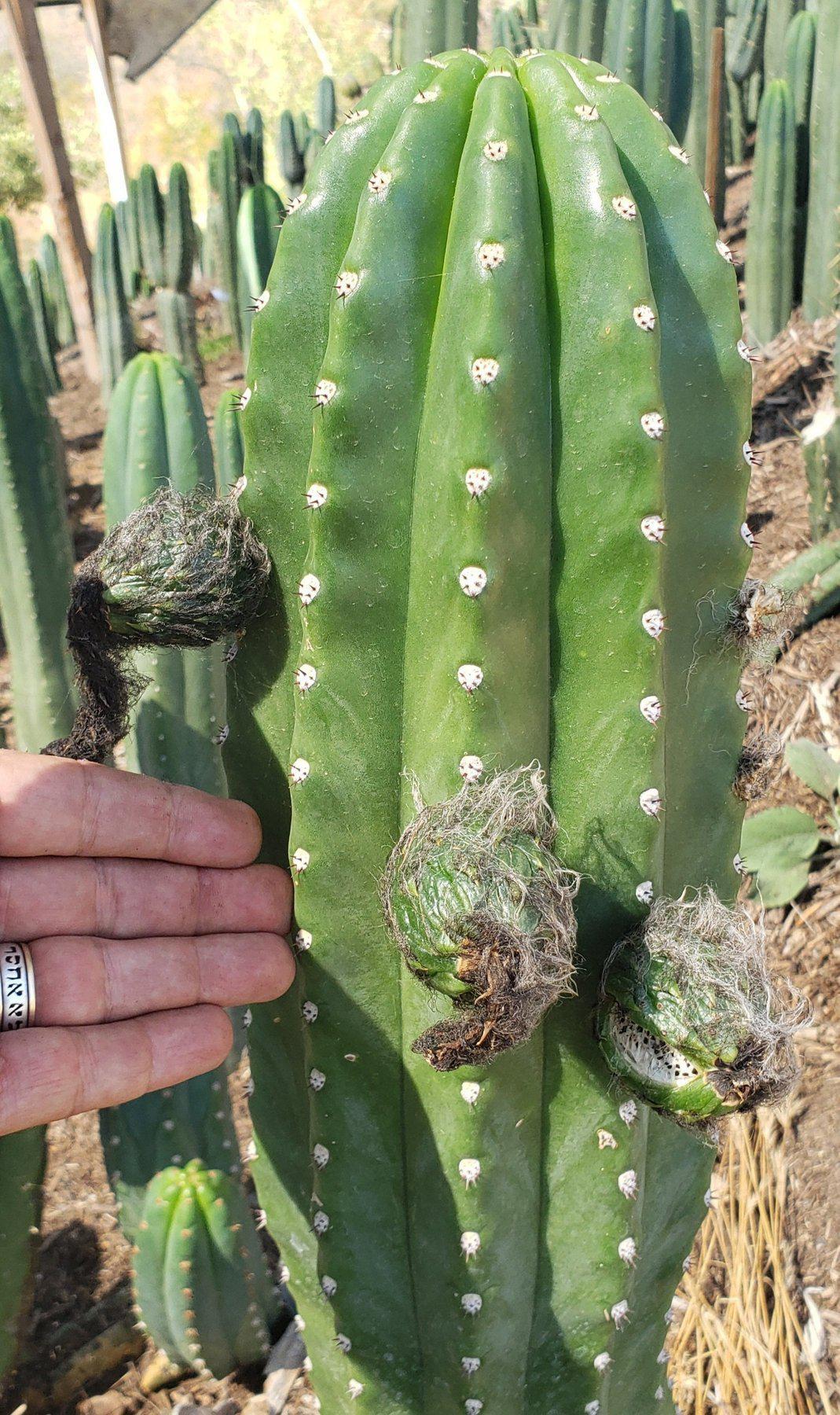 Trichocereus Ornamental Cactus Seeds Pachanoi Peruvian & others-Cactus - Large - Exact-The Succulent Source