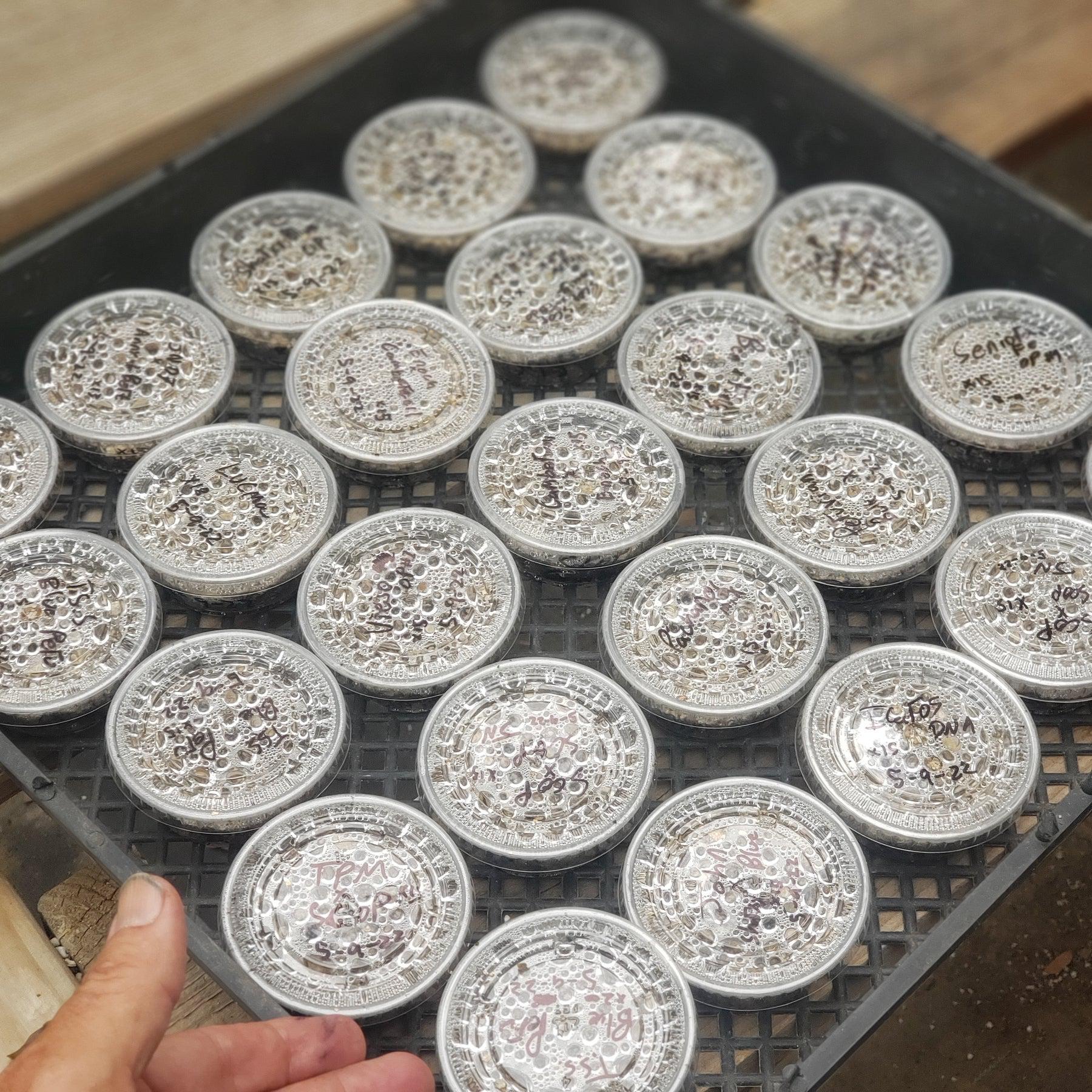 Trichocereus Ornamental Cactus Seeds Pachanoi Peruvian & others-Cactus - Large - Exact-The Succulent Source