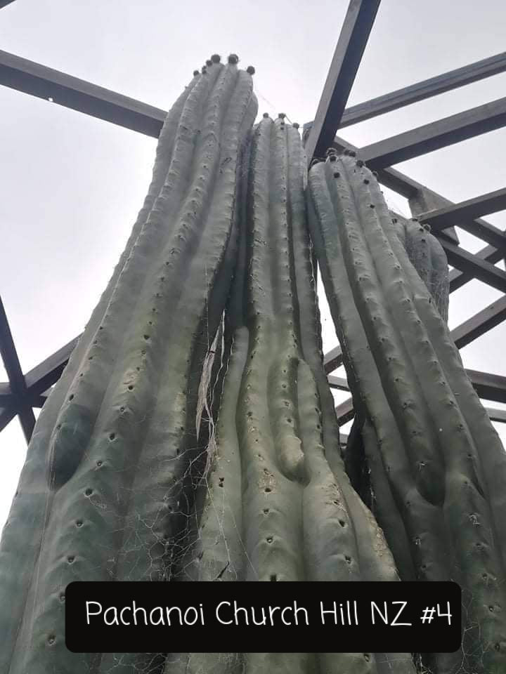 Trichocereus Ornamental Cactus Seeds Pachanoi Peruvian & others-Cactus - Large - Exact-The Succulent Source