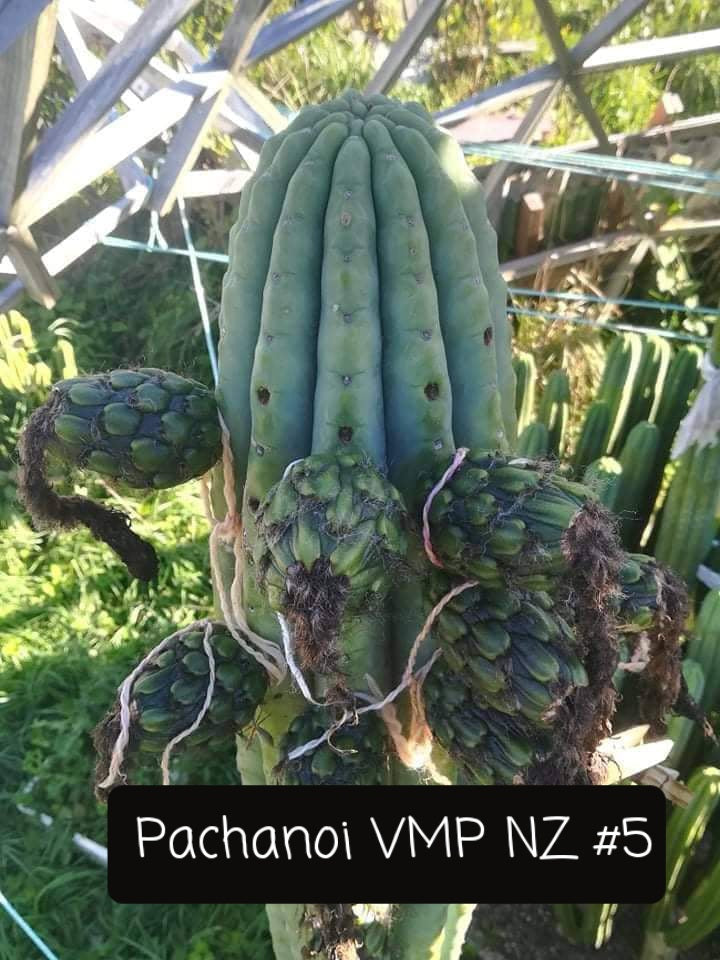 Trichocereus Ornamental Cactus Seeds Pachanoi Peruvian & others-Cactus - Large - Exact-The Succulent Source