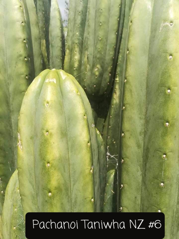 Trichocereus Ornamental Cactus Seeds Pachanoi Peruvian & others-Cactus - Large - Exact-The Succulent Source