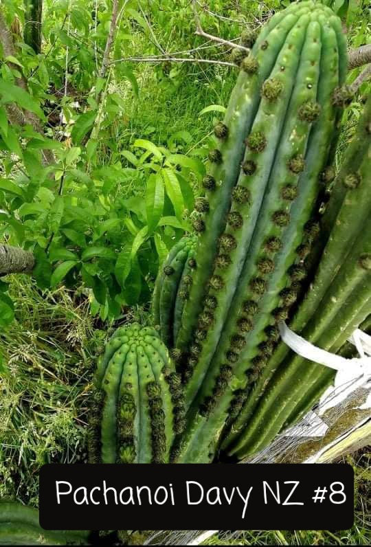 Trichocereus Ornamental Cactus Seeds Pachanoi Peruvian & others-Cactus - Large - Exact-The Succulent Source