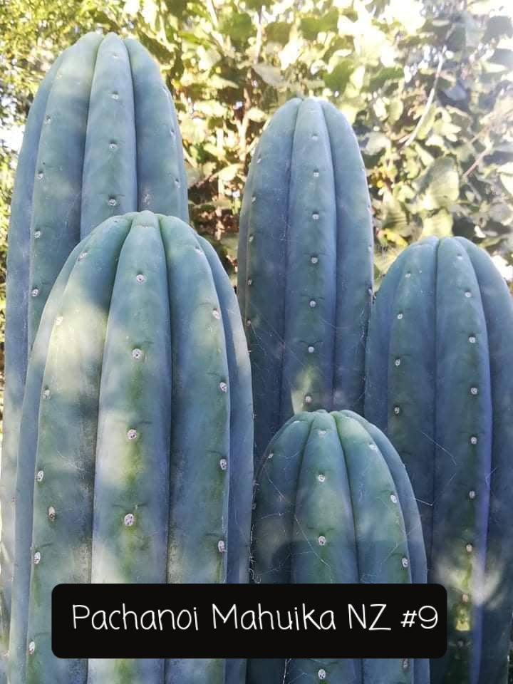 Trichocereus Ornamental Cactus Seeds Pachanoi Peruvian & others-Cactus - Large - Exact-The Succulent Source