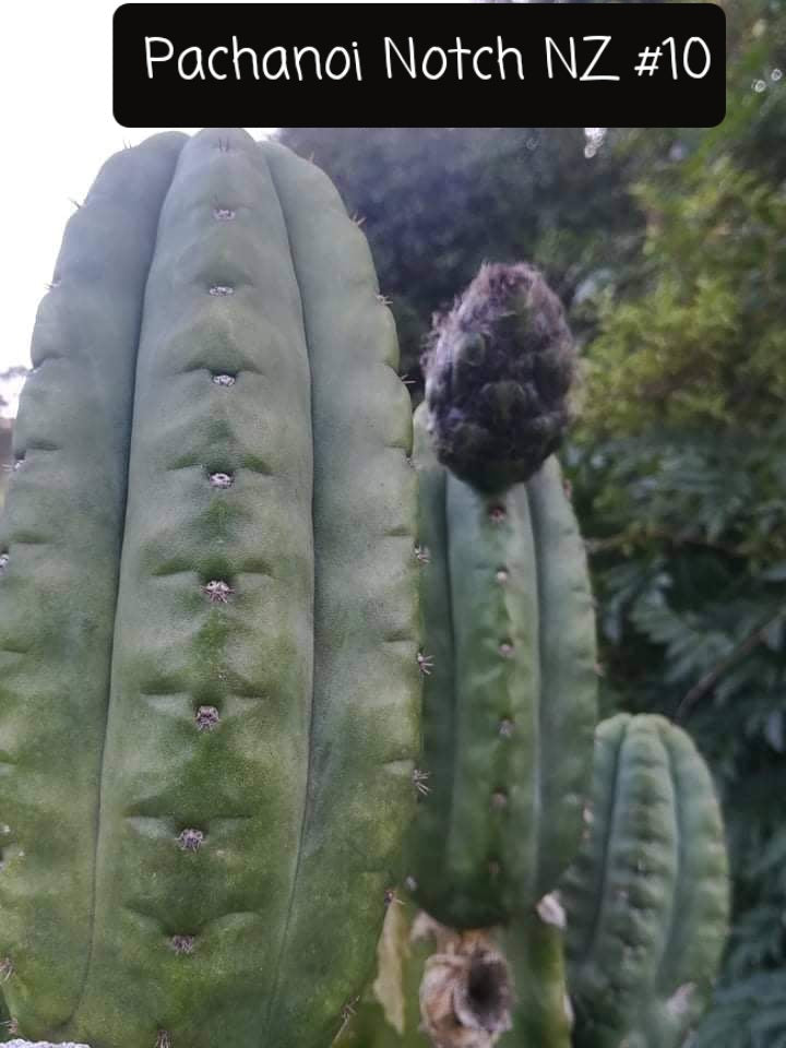 Trichocereus Ornamental Cactus Seeds Pachanoi Peruvian & others-Cactus - Large - Exact-The Succulent Source