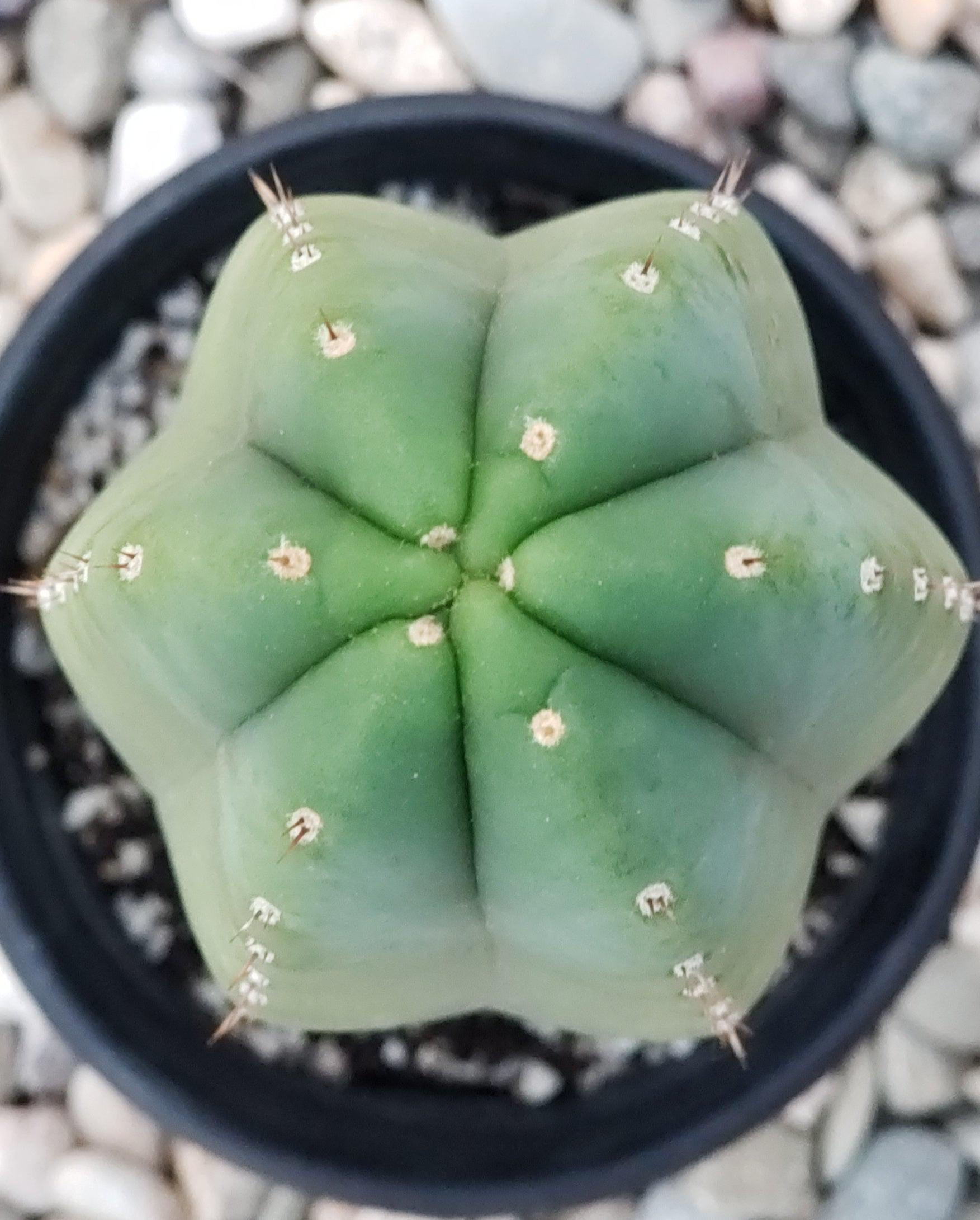 Trichocereus Ornamental Cactus Seeds Pachanoi Peruvian & others-Cactus - Large - Exact-The Succulent Source