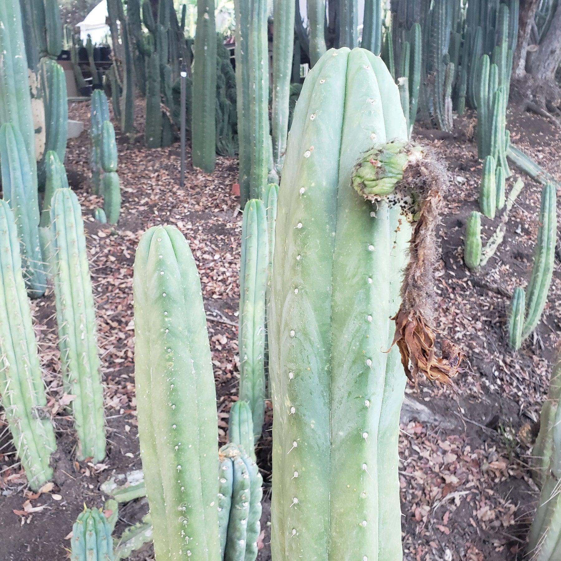 Trichocereus Ornamental Cactus Seeds Pachanoi Peruvian & others-Cactus - Large - Exact-The Succulent Source