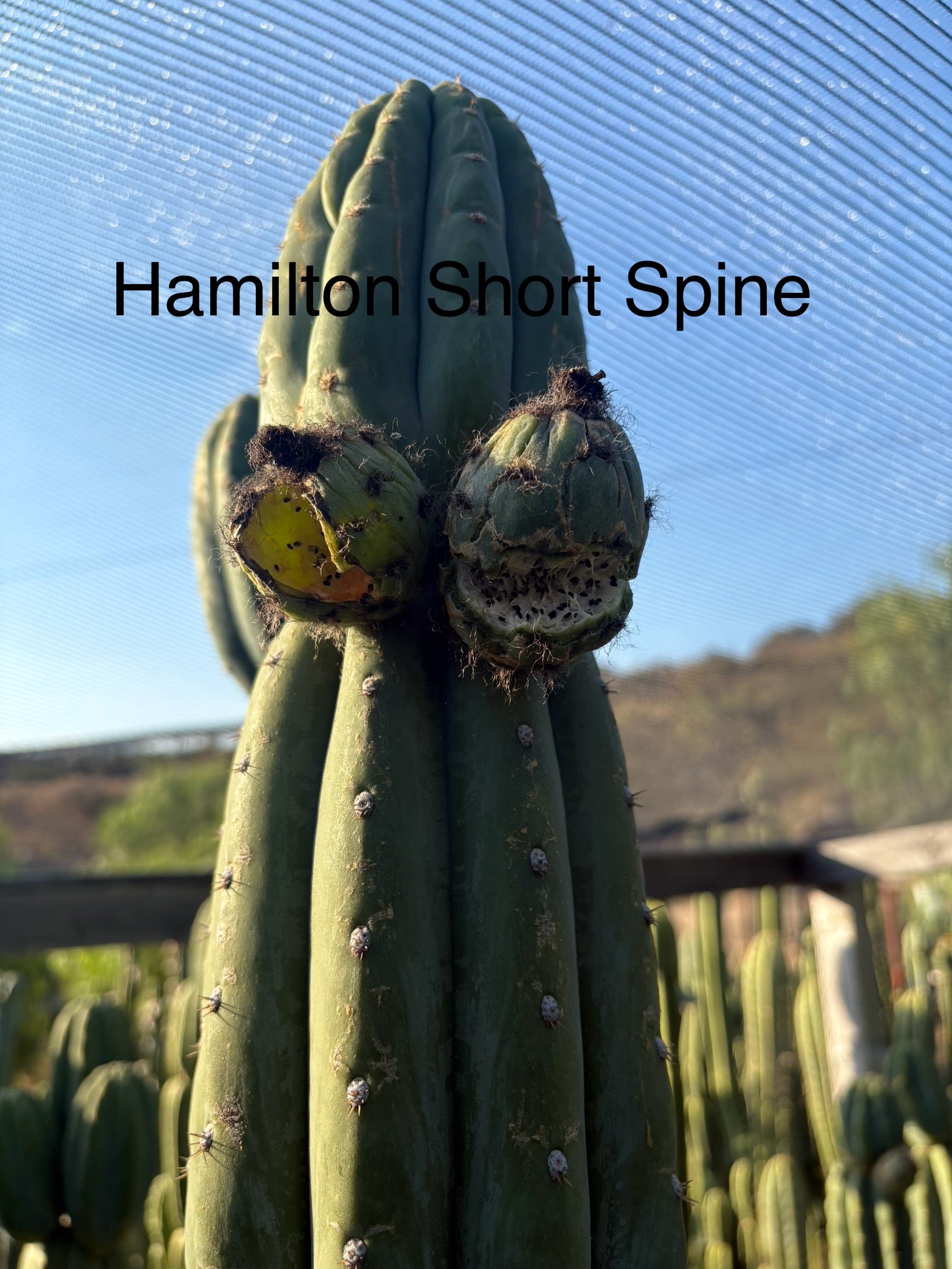 Trichocereus Cactus Seeds Pachanoi, Peruvianus, Bridgesii, Scopulicola, Hybrid seed & others-Cactus - Large - Exact-The Succulent Source