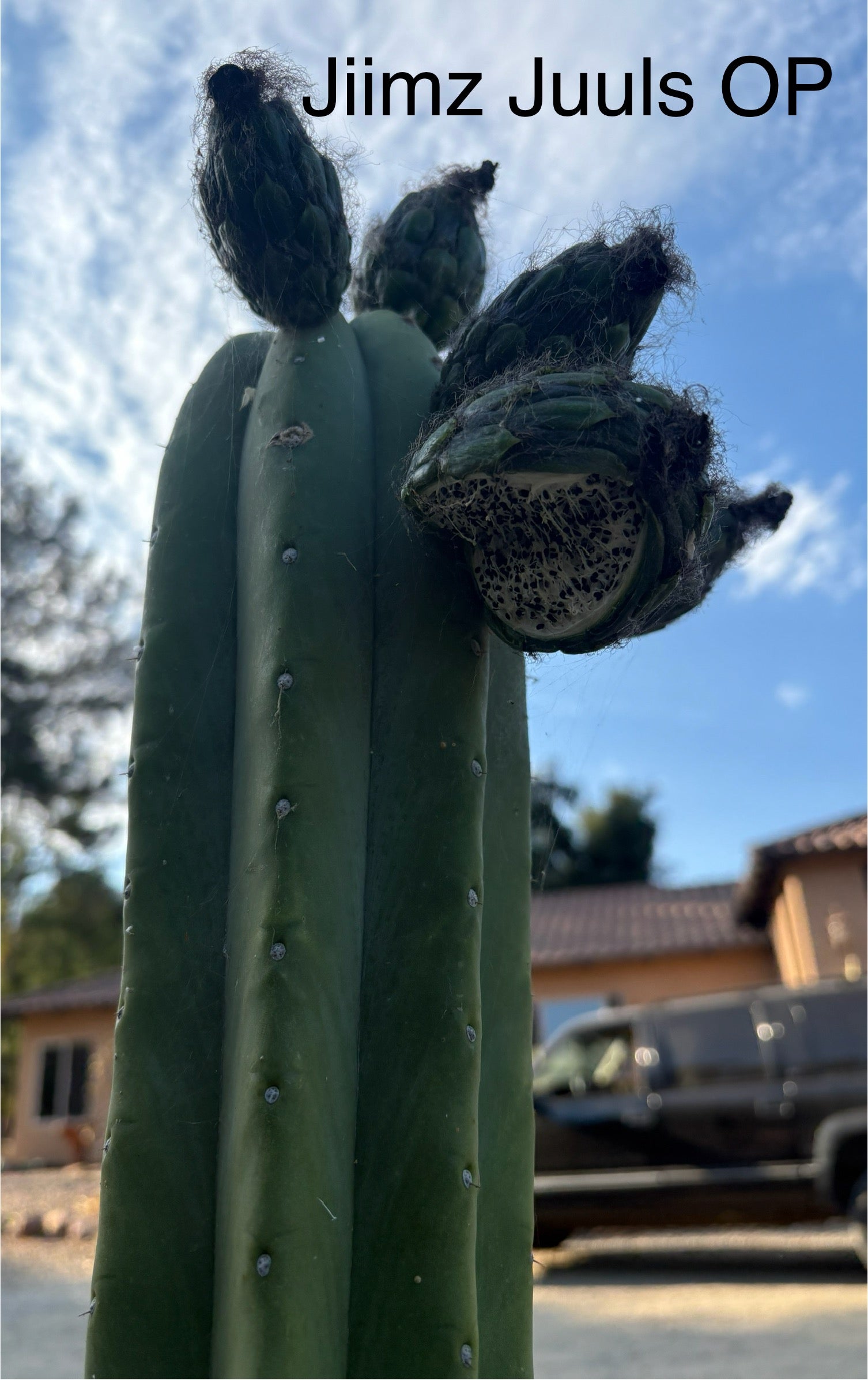 Trichocereus Cactus Seeds Pachanoi, Peruvianus, Bridgesii, Scopulicola, Hybrid seed & others-Cactus - Large - Exact-The Succulent Source