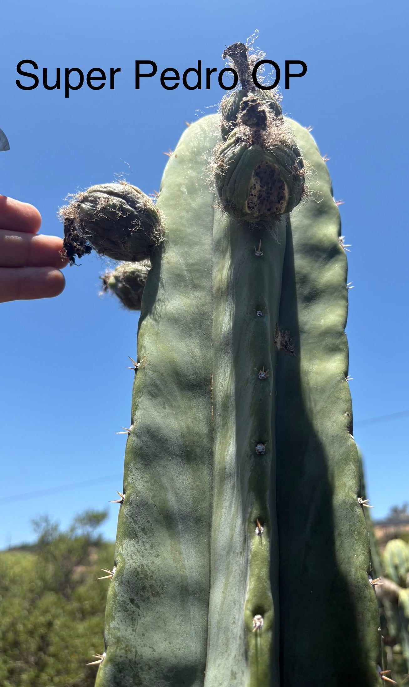 Trichocereus Cactus Seeds Pachanoi, Peruvianus, Bridgesii, Scopulicola, Hybrid seed & others-Cactus - Large - Exact-The Succulent Source