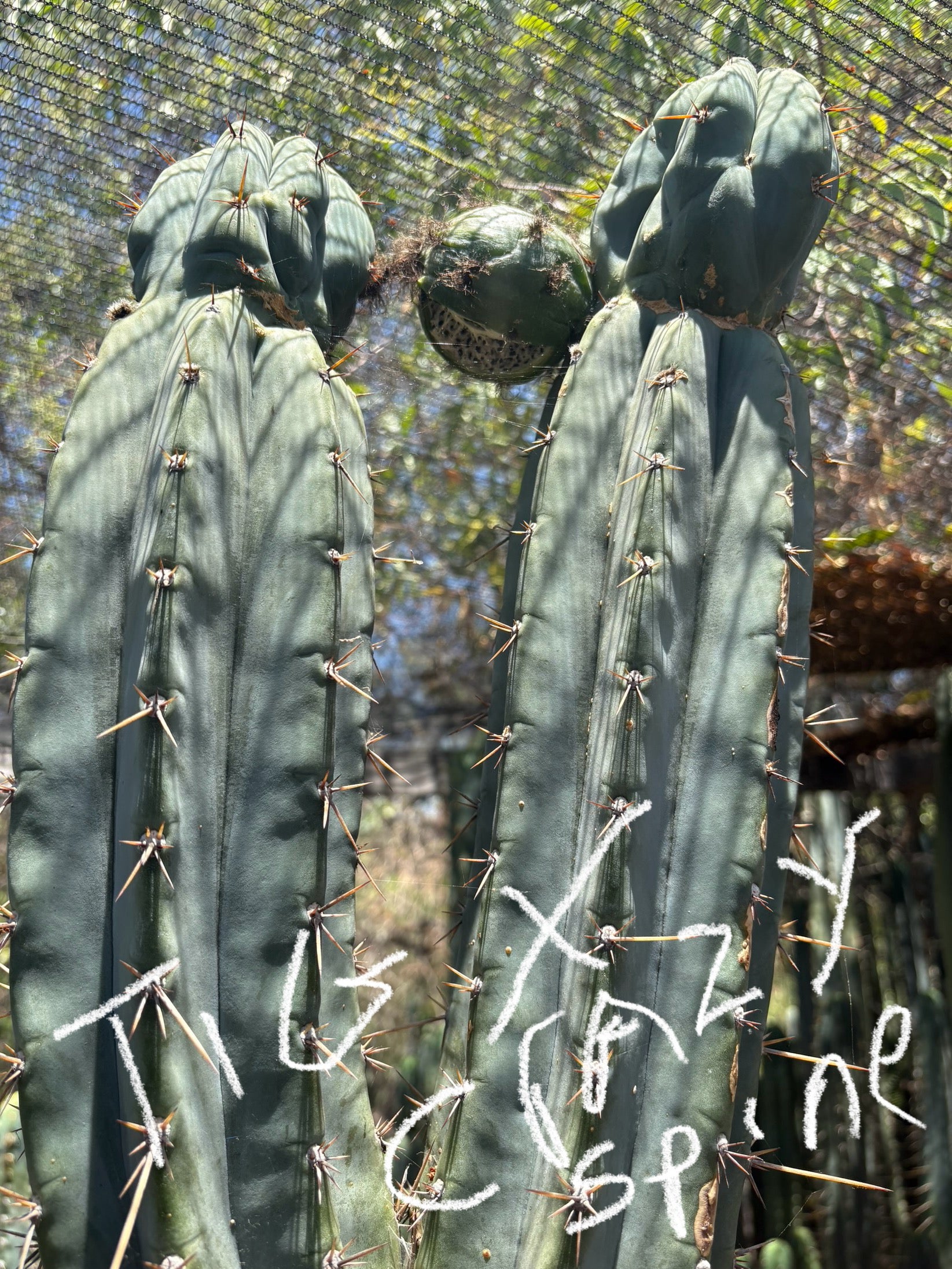 Trichocereus Cactus Seeds Pachanoi, Peruvianus, Bridgesii, Scopulicola, Hybrid seed & others-Cactus - Large - Exact-The Succulent Source
