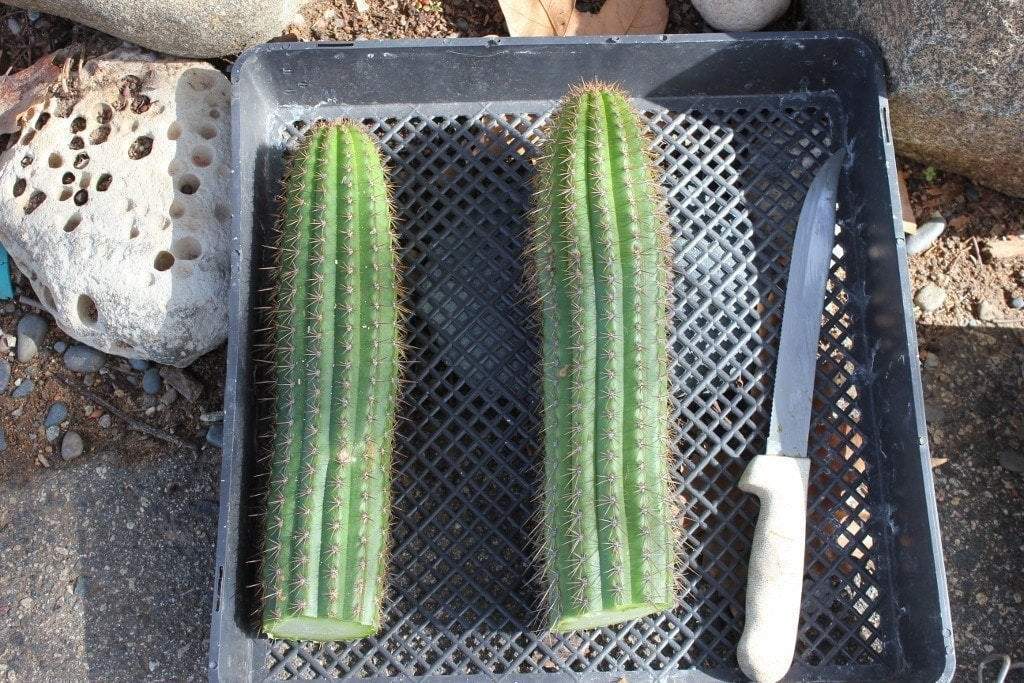 Golden Torch Spachianus Trichocereus Cactus 12" Cutting or Potted bulk wholesale succulent prices at the succulent source - 1