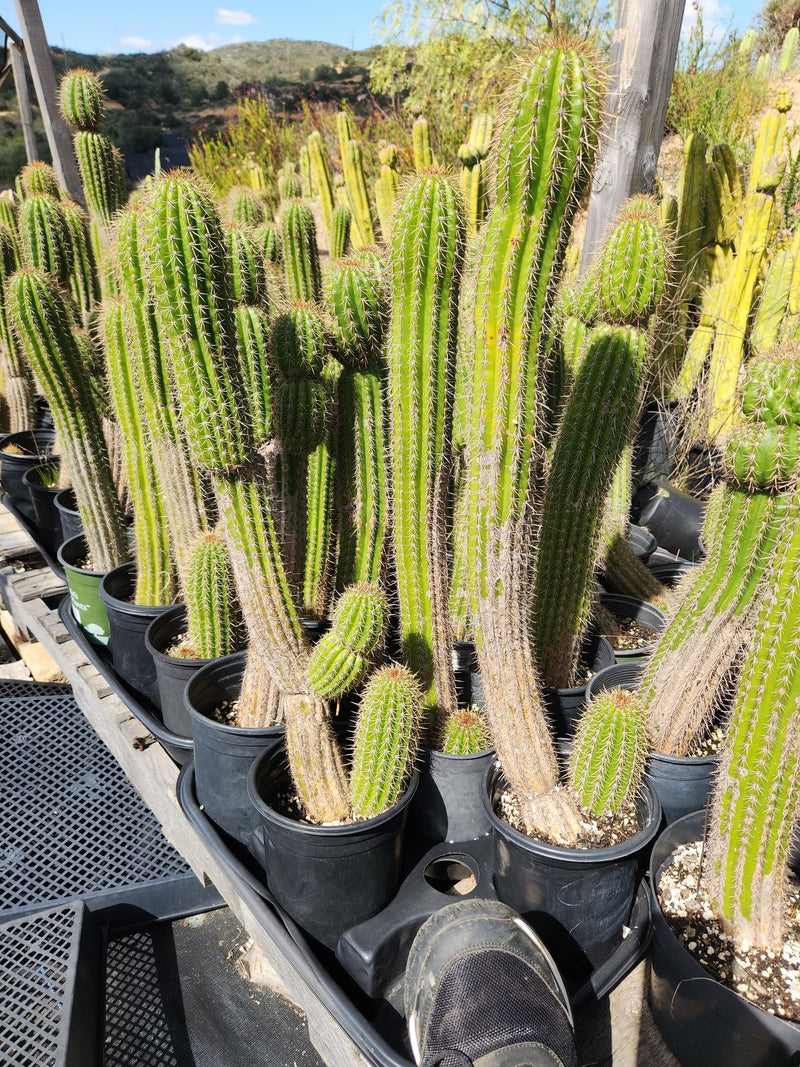Trichocereus Golden Torch Spachianus Ornamental Cactus Cuttings & Potted-Cactus - Cutting-The Succulent Source