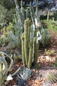 Golden Torch Spachianus Trichocereus Cactus 12" Cutting or Potted bulk wholesale succulent prices at the succulent source - 3