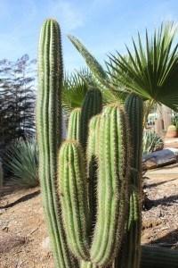 Golden Torch Spachianus Trichocereus Cactus 12" Cutting or Potted bulk wholesale succulent prices at the succulent source - 2