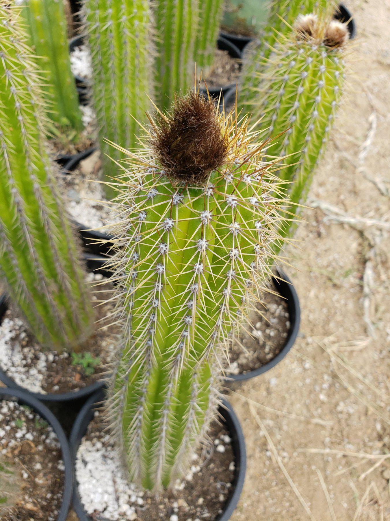 Trichocereus Golden Torch Spachianus Ornamental Cactus 12" Cuttings-Cactus - Cutting-The Succulent Source