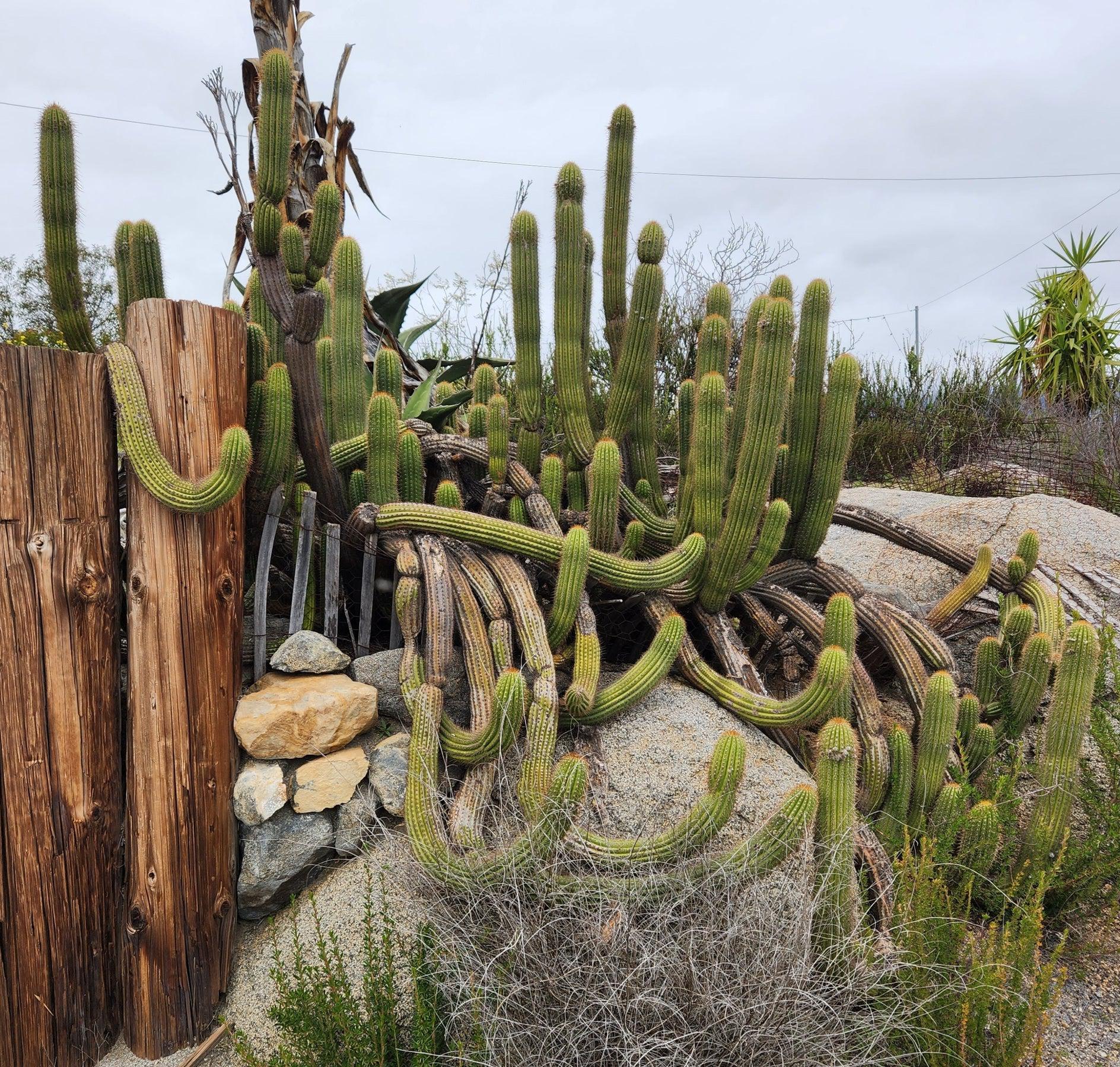 Trichocereus Golden Torch Spachianus Ornamental Cactus Cuttings-Cactus - Cutting-The Succulent Source