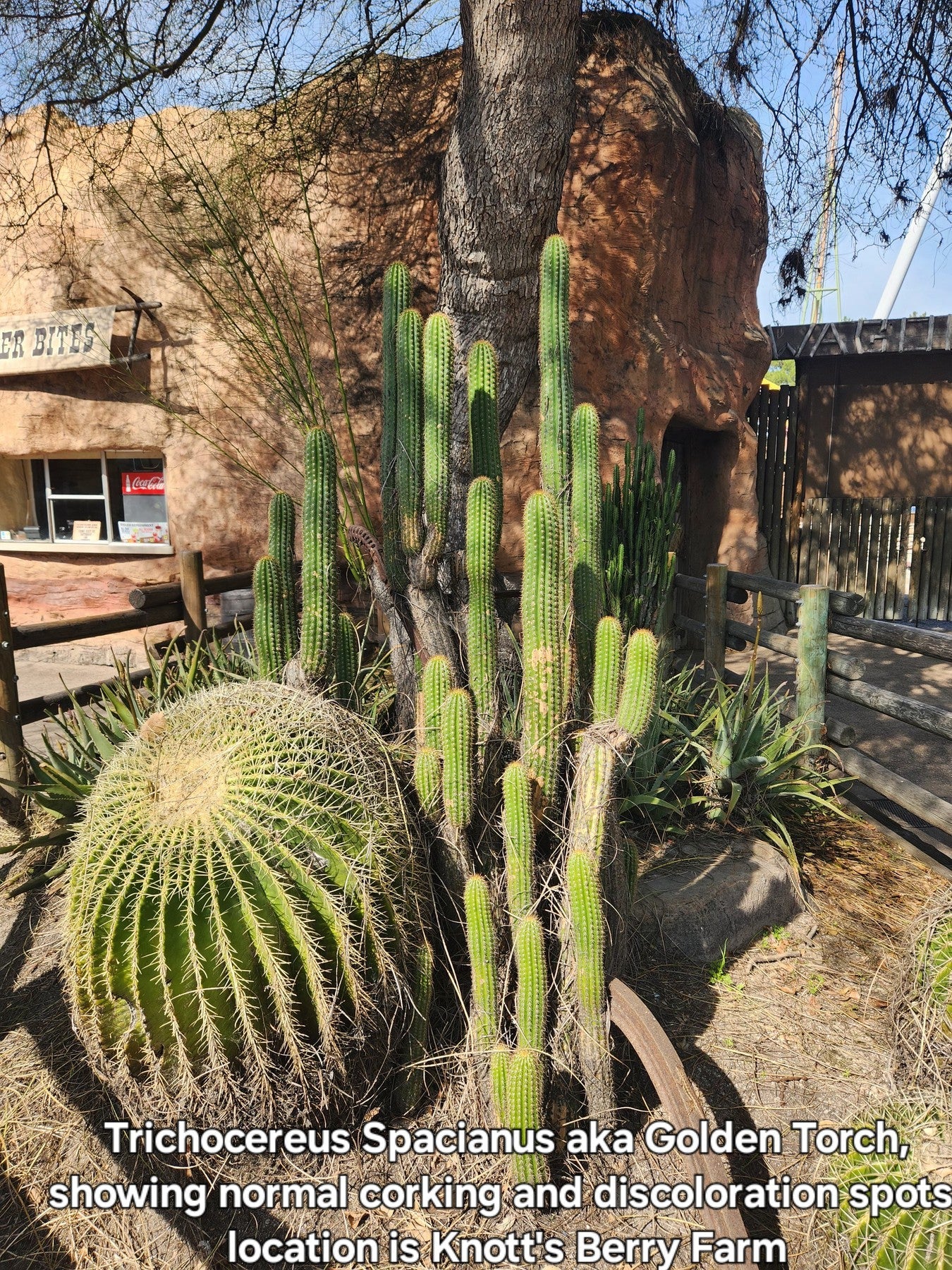 Trichocereus Golden Torch Spachianus Ornamental Cactus Cuttings & Potted-Cactus - Cutting-The Succulent Source