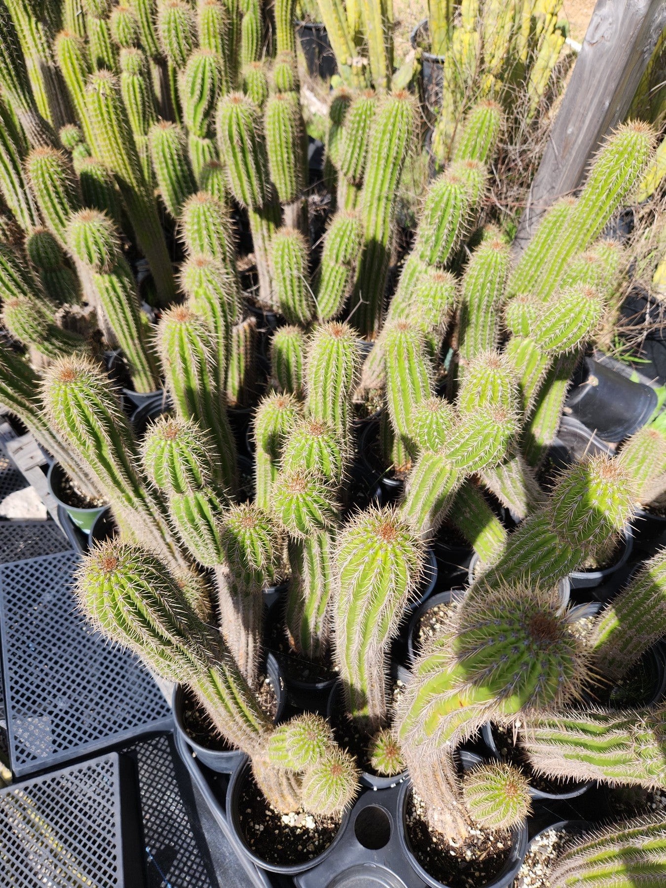 Trichocereus Golden Torch Spachianus Ornamental Cactus Cuttings & Potted-Cactus - Cutting-The Succulent Source