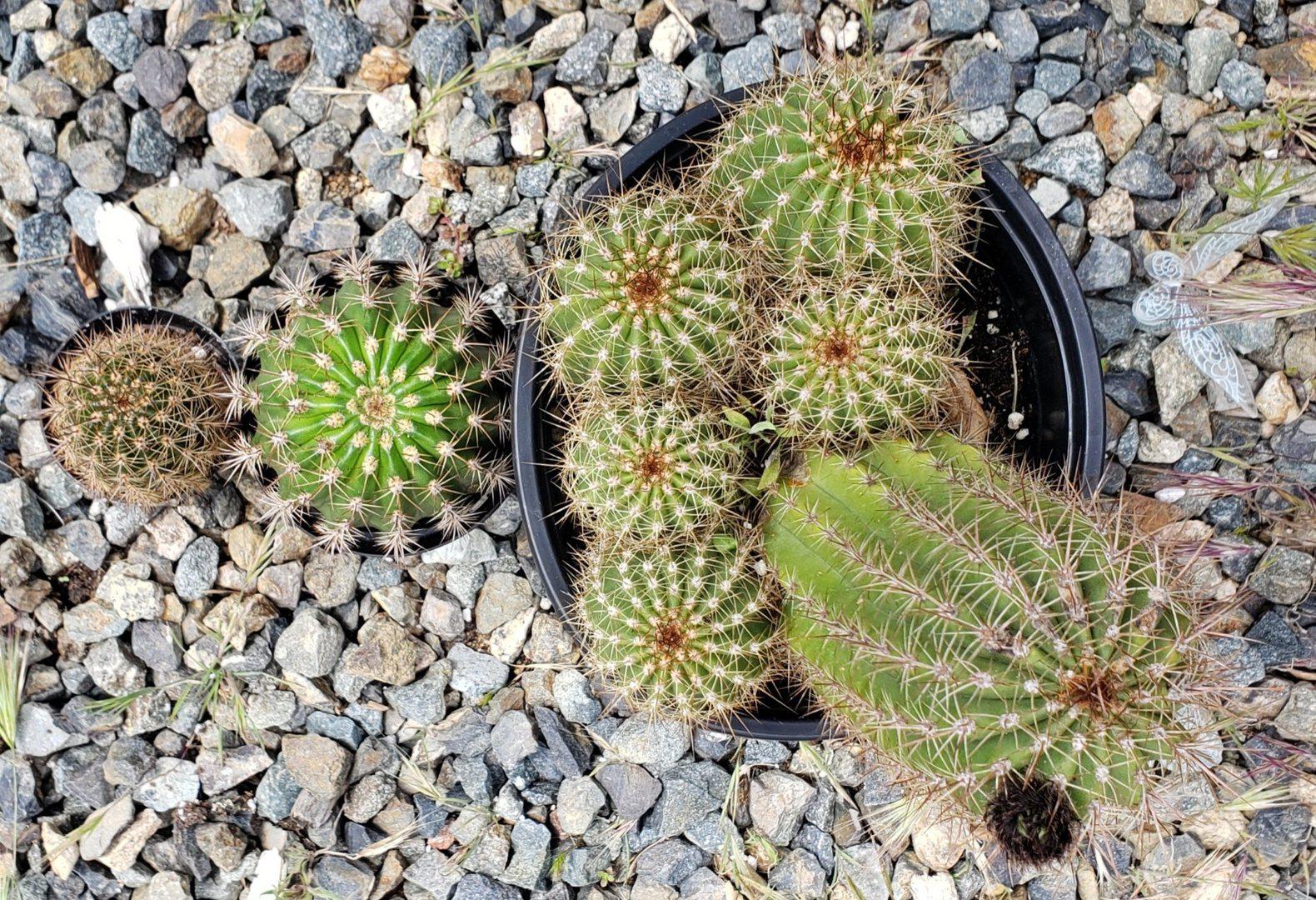 Trichocereus grandiflorus cactus-Cactus - Large-The Succulent Source