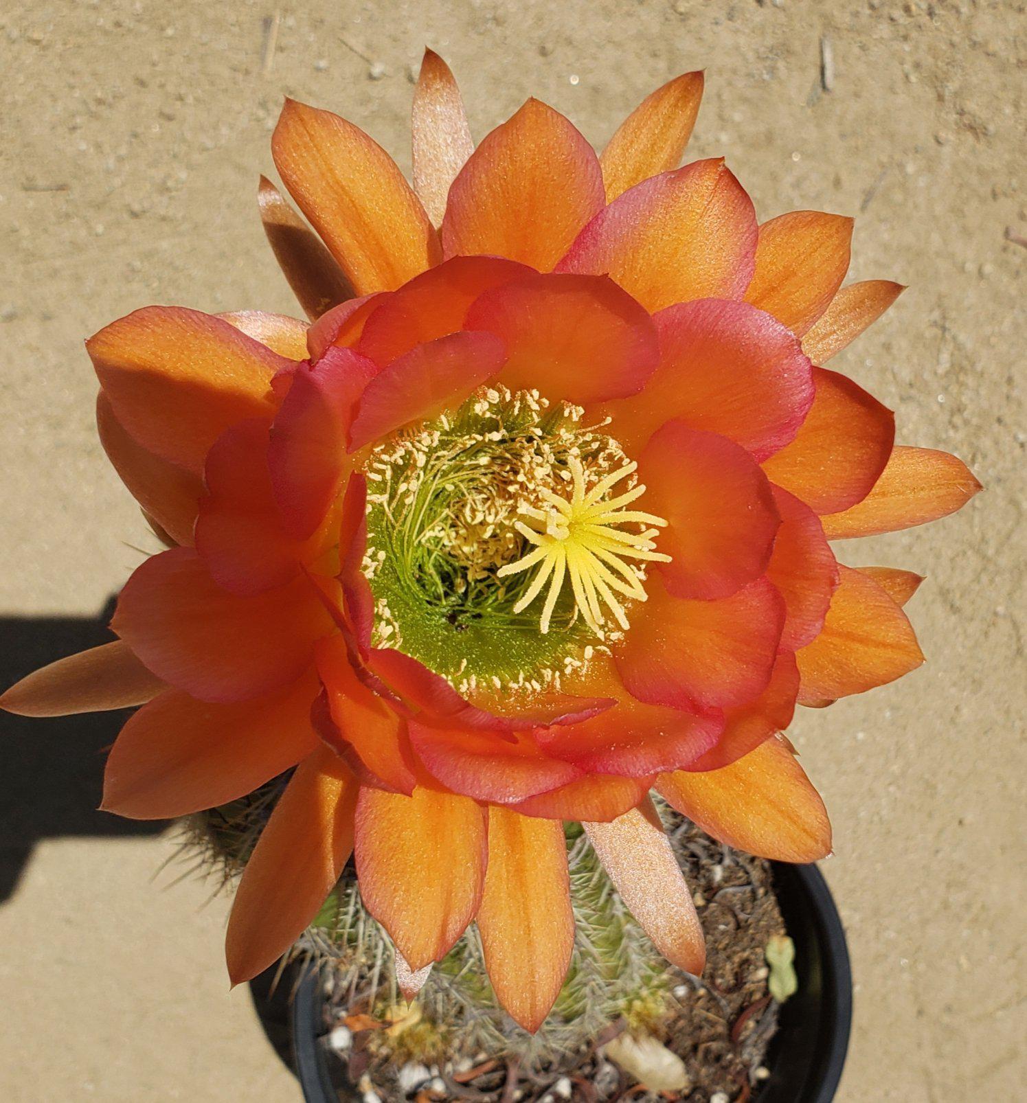 Trichocereus Grandiflorus Cactus-Cactus - Large-The Succulent Source